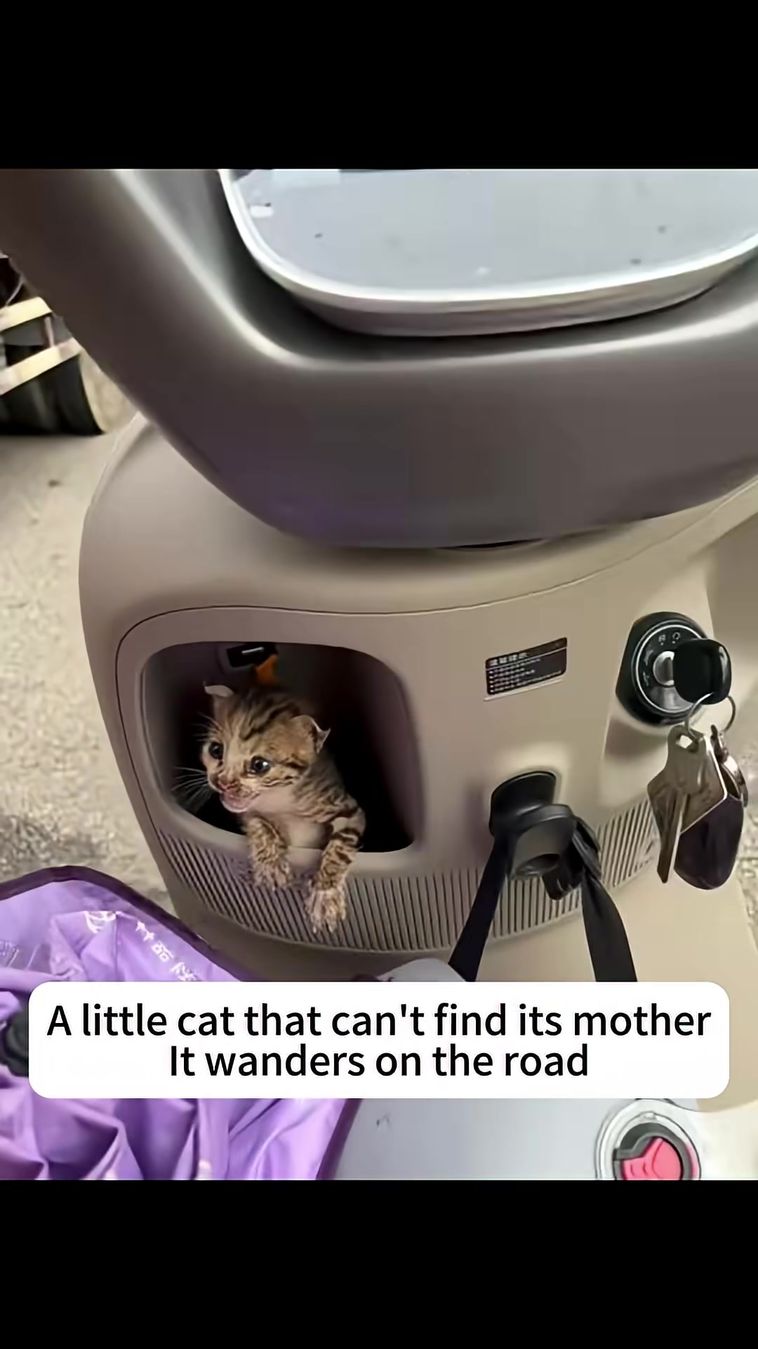 The tiny kitten is safely placed inside a scooter compartment, still meowing.