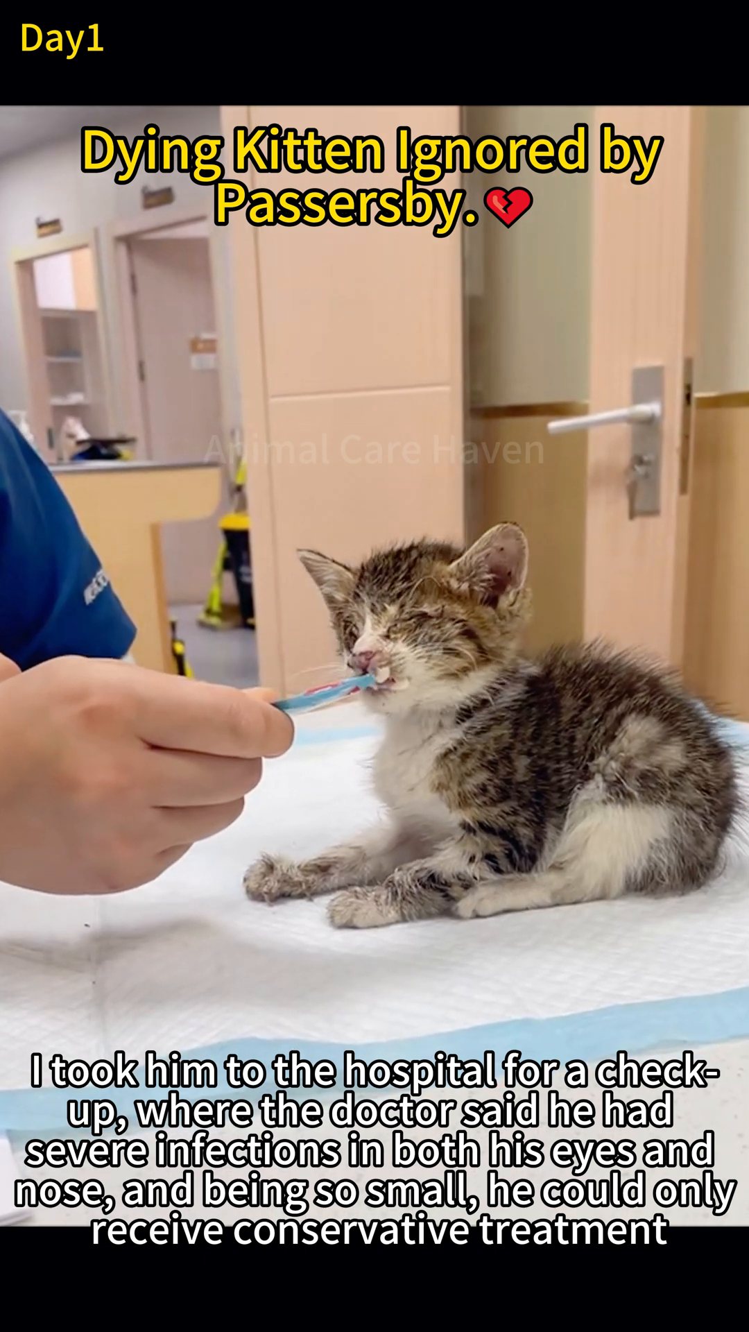 A veterinarian gently feeds medicine to a very sick kitten with visible infections around its eyes and nose.