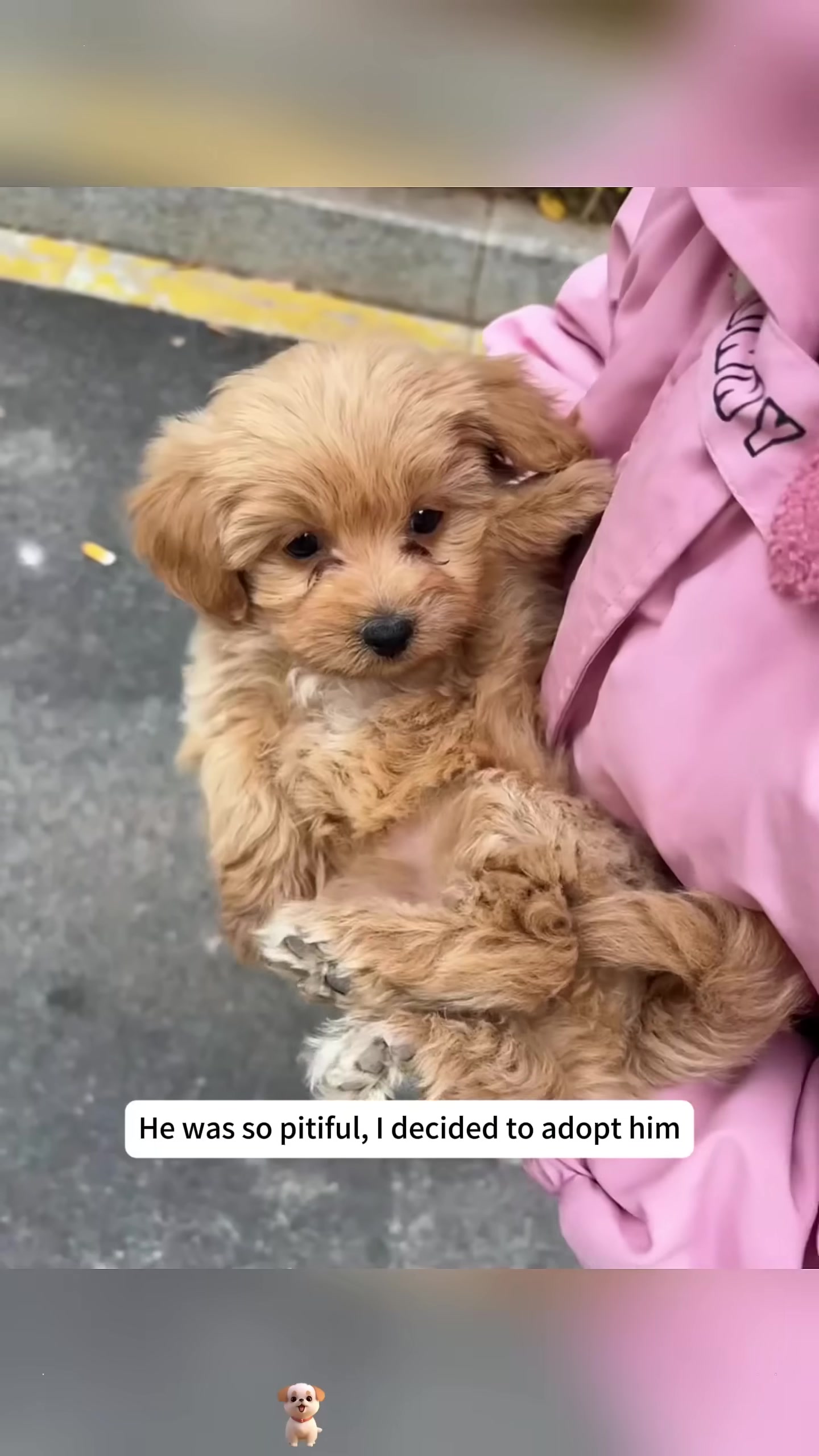 A small, light-brown puppy sits by the roadside, looking exhausted and trembling.