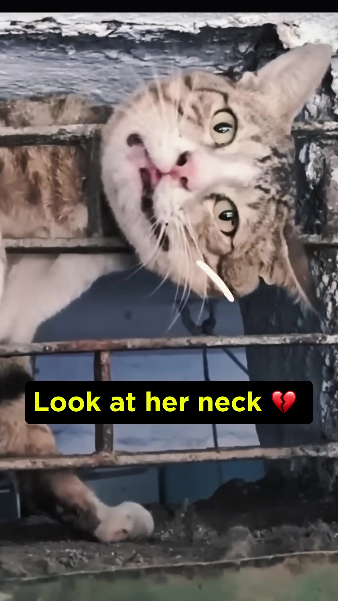 A close-up shot focusing on the cat's neck, showing a raw, injured area.