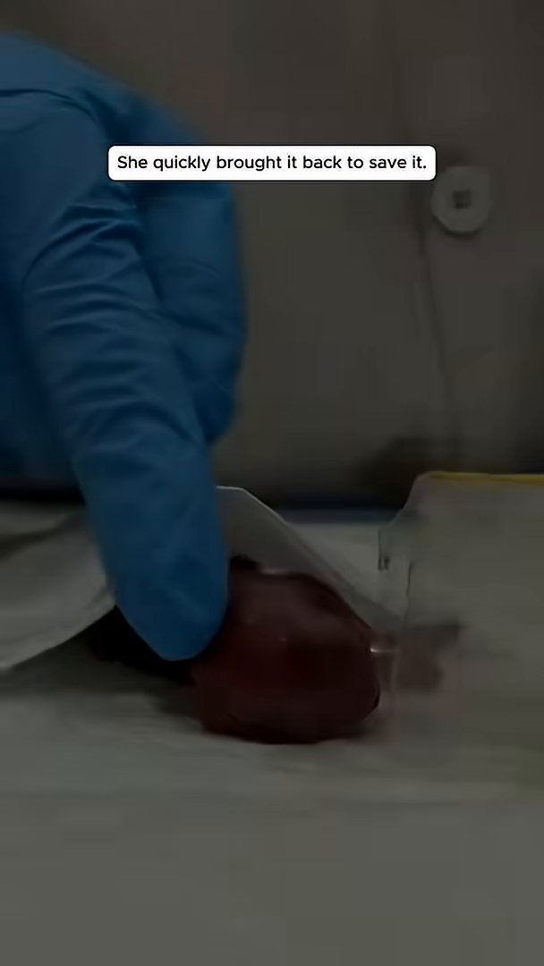 A tiny, red, newborn creature is being examined.