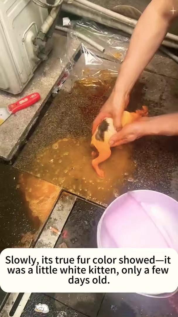 Hands gently rinsing a tiny, oil-covered kitten with warm water.