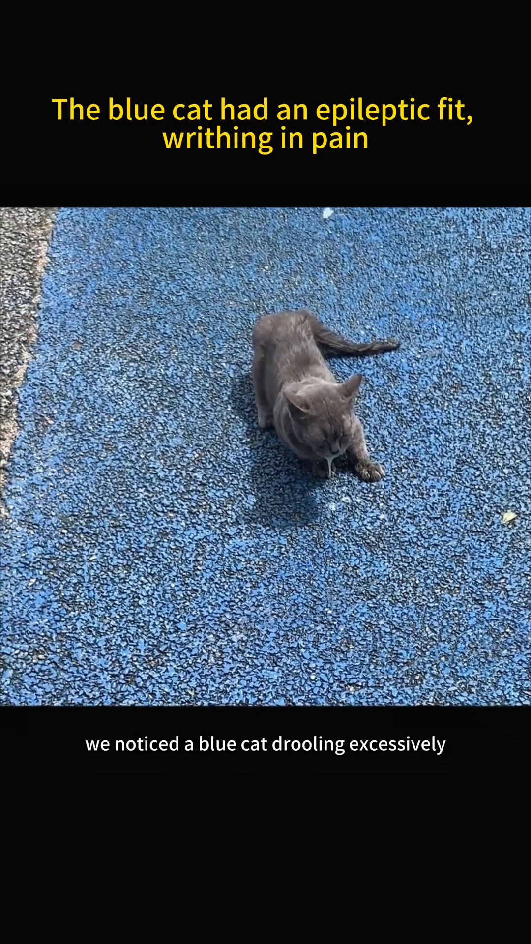 A grey cat lies on a blue textured surface, appearing weak and disoriented.