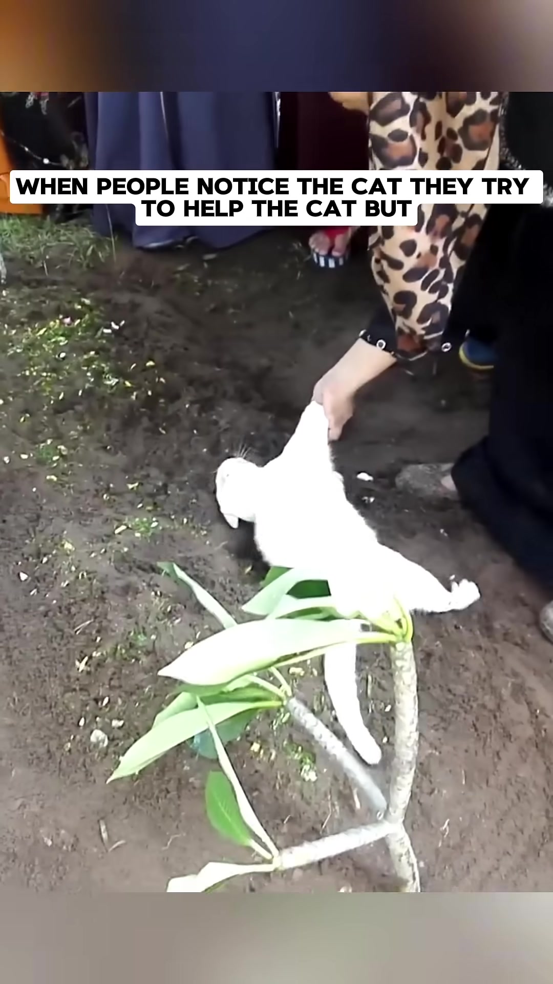 A hand gently tries to lift a white cat that is resisting and staying close to the ground.