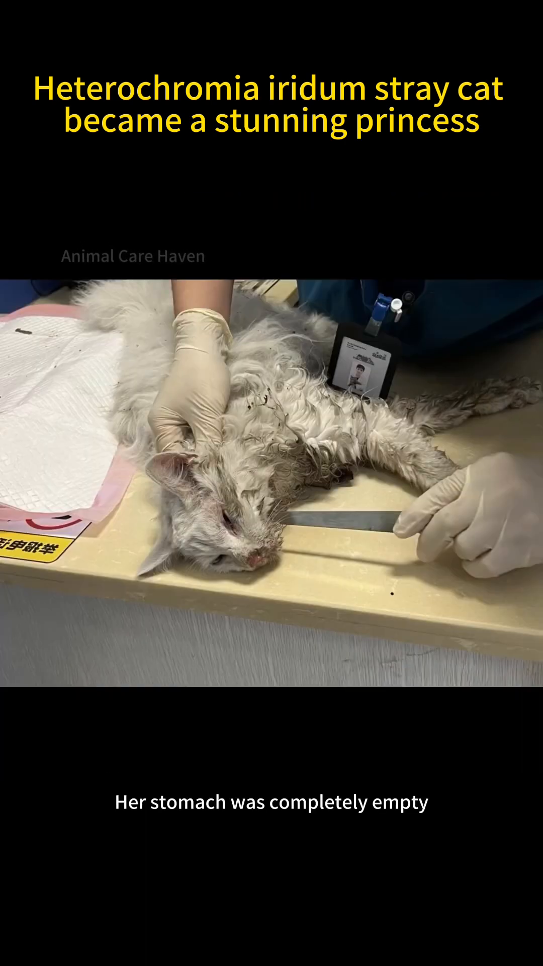 A veterinarian gently examining the frail, dirty cat on a medical table.