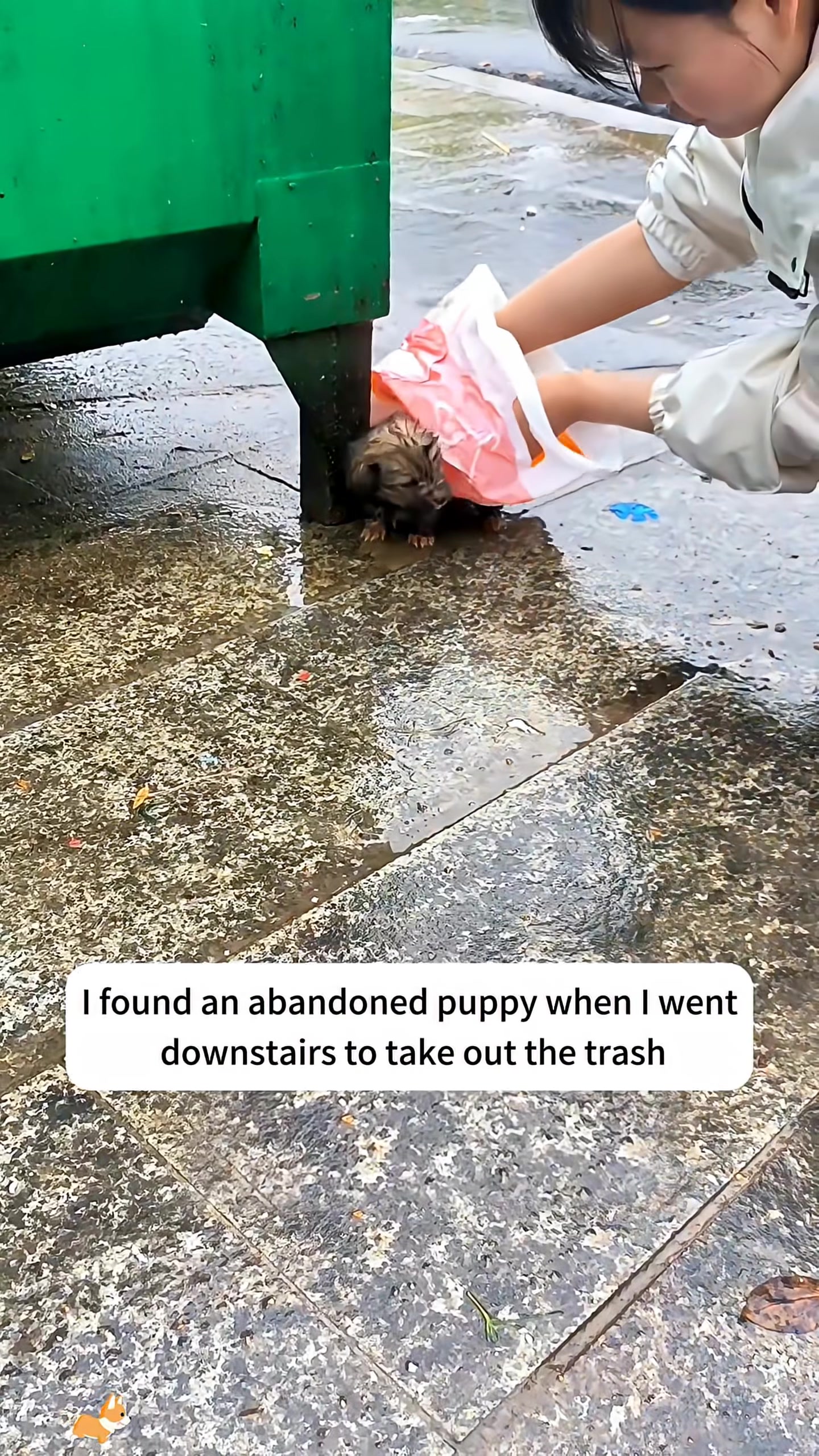 A person gently puts the wet puppy into a plastic bag.