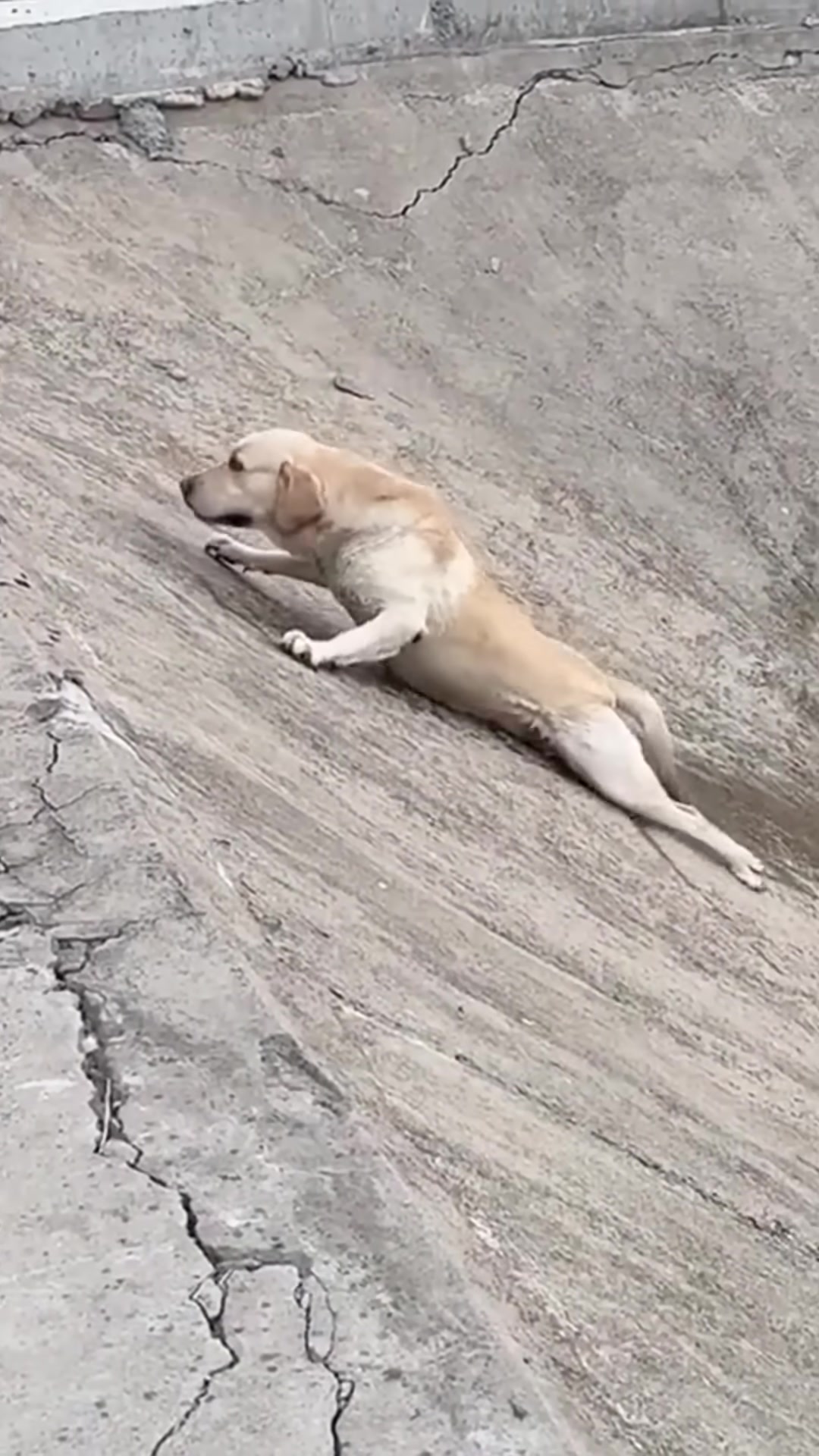 A dog lying on its side on the wet slope, looking defeated.