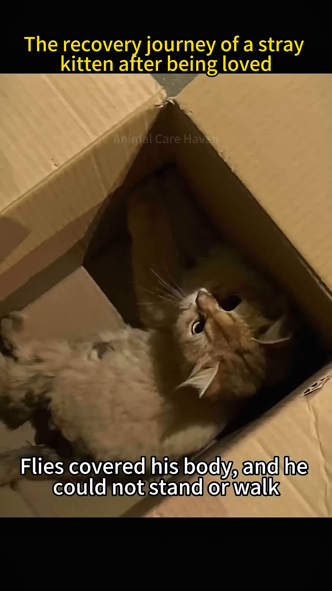 A person gently places the kitten into a cardboard box, preparing to take it for medical attention.