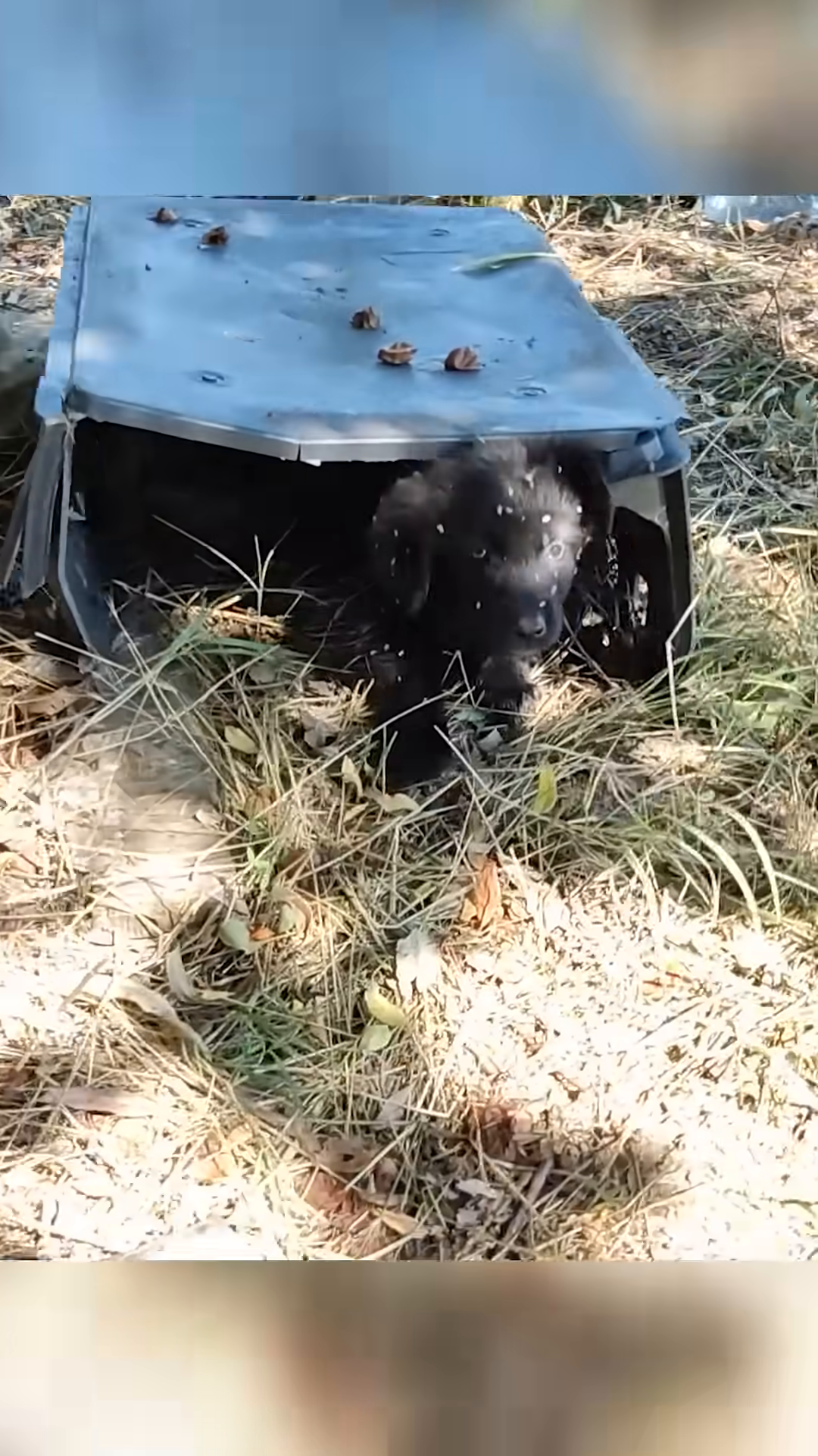 A close-up of the puppy's face, showing his wide, fearful eyes and a few specks of debris on his fur.