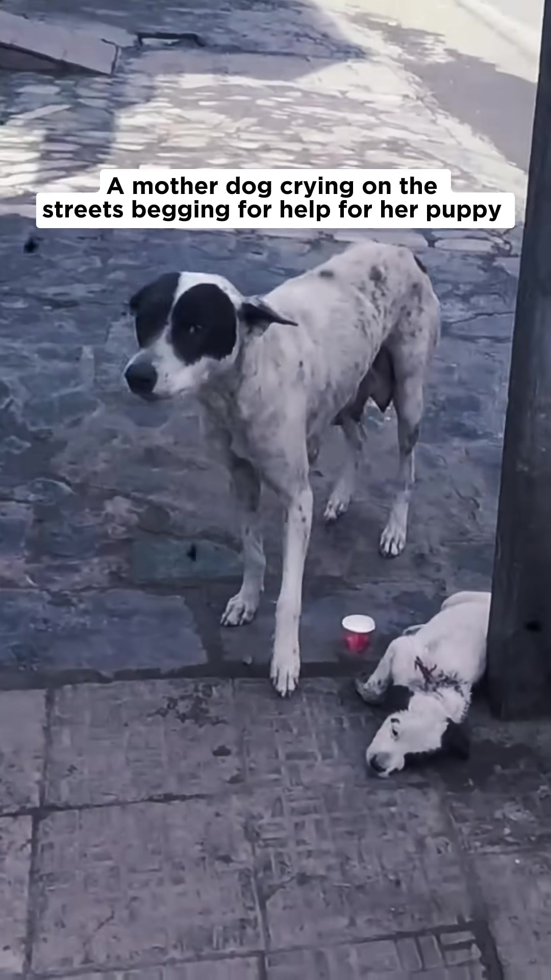The rescuer gently touches the injured puppy, with the mother dog watching closely.