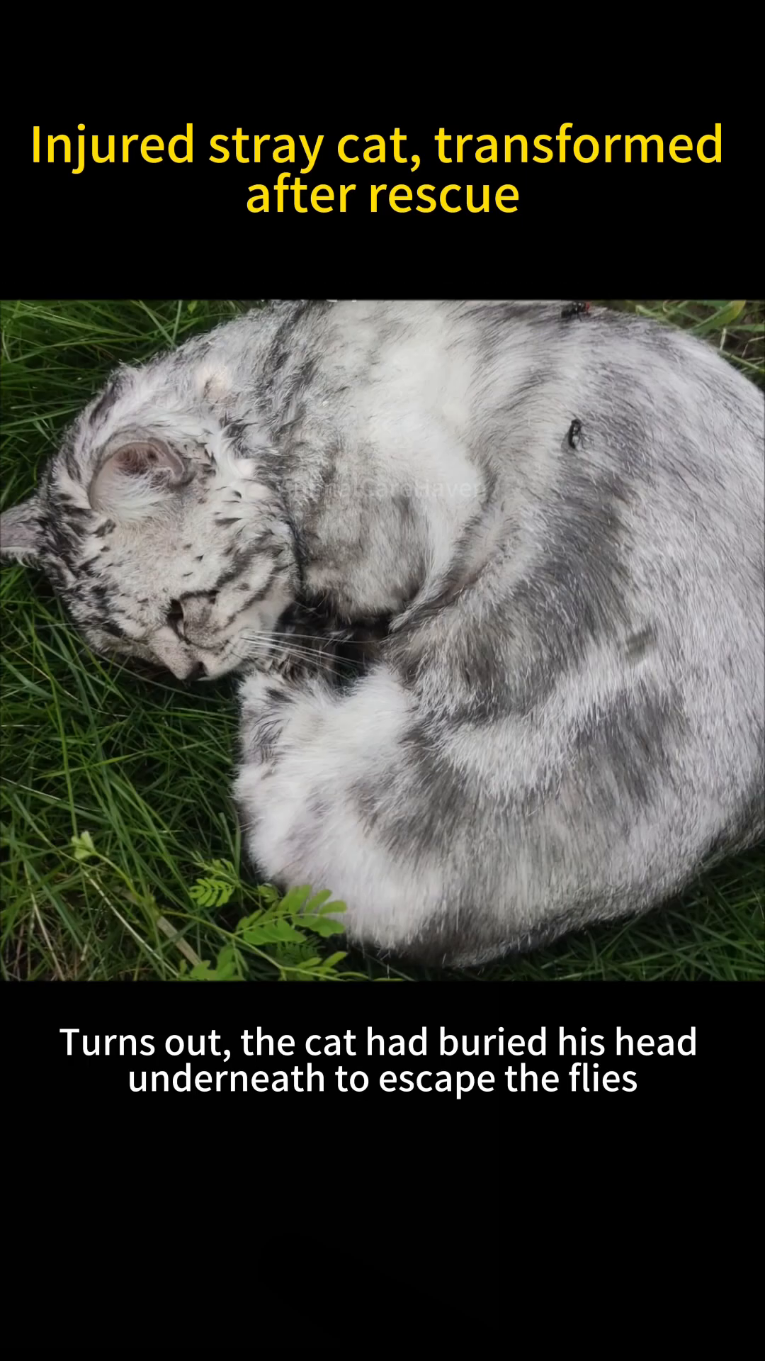 Close-up of the injured cat's head buried in the grass, with flies around it.