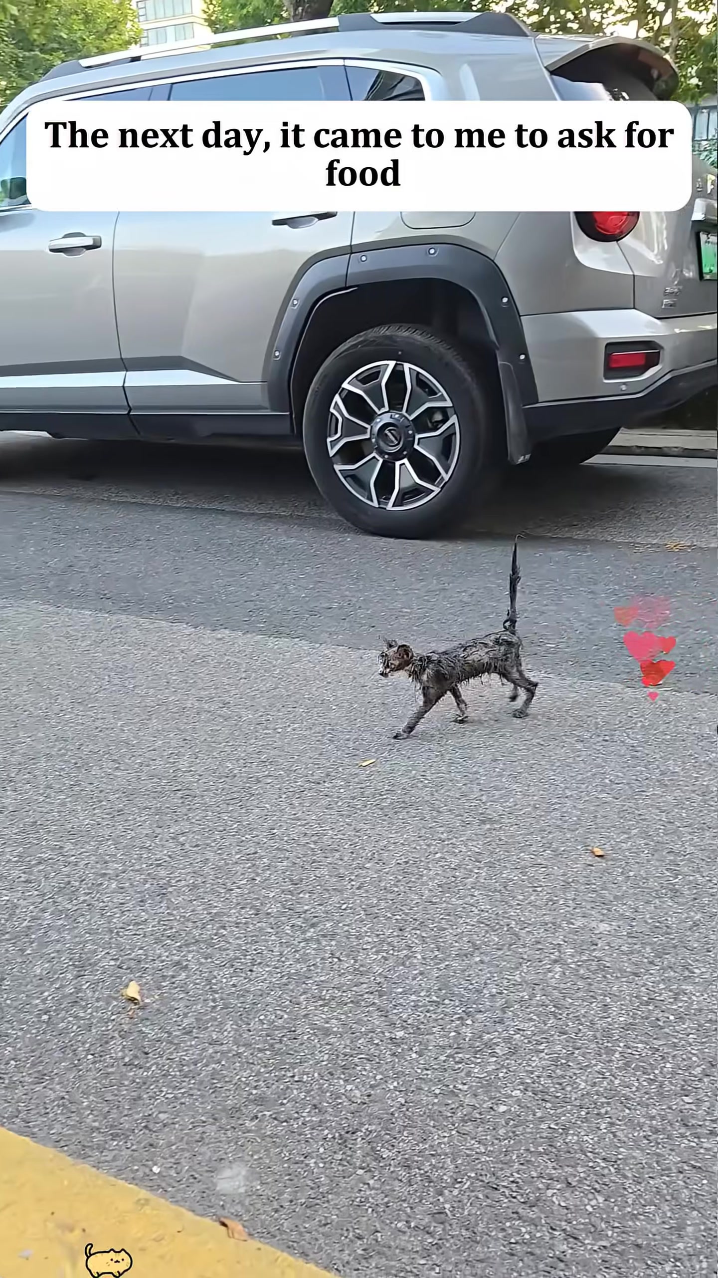 The skinny stray cat walks on the asphalt road near a car, looking towards the camera.