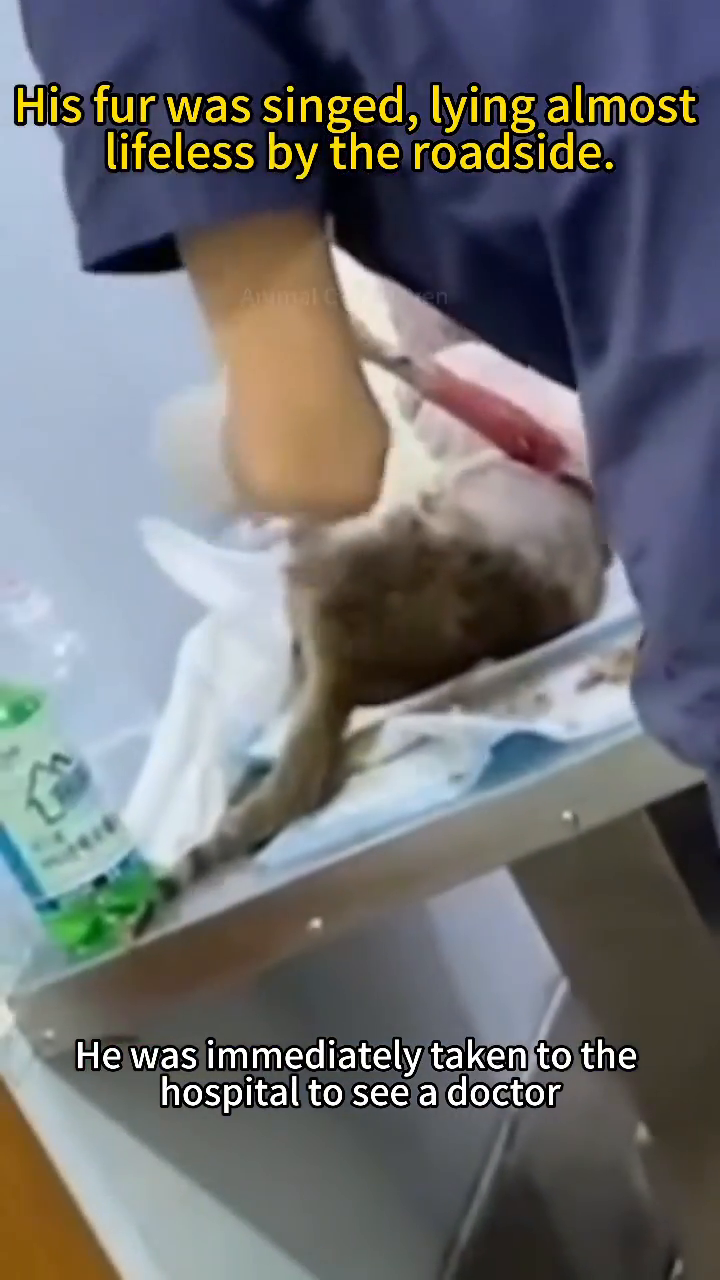 Veterinarians tending to a cat on an examination table, one wearing a mask.