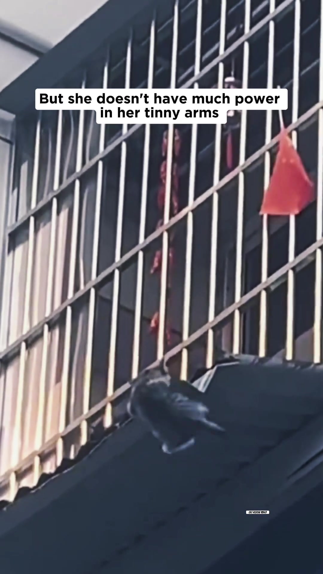 A kitten is struggling to hold on to the edge of a roof.