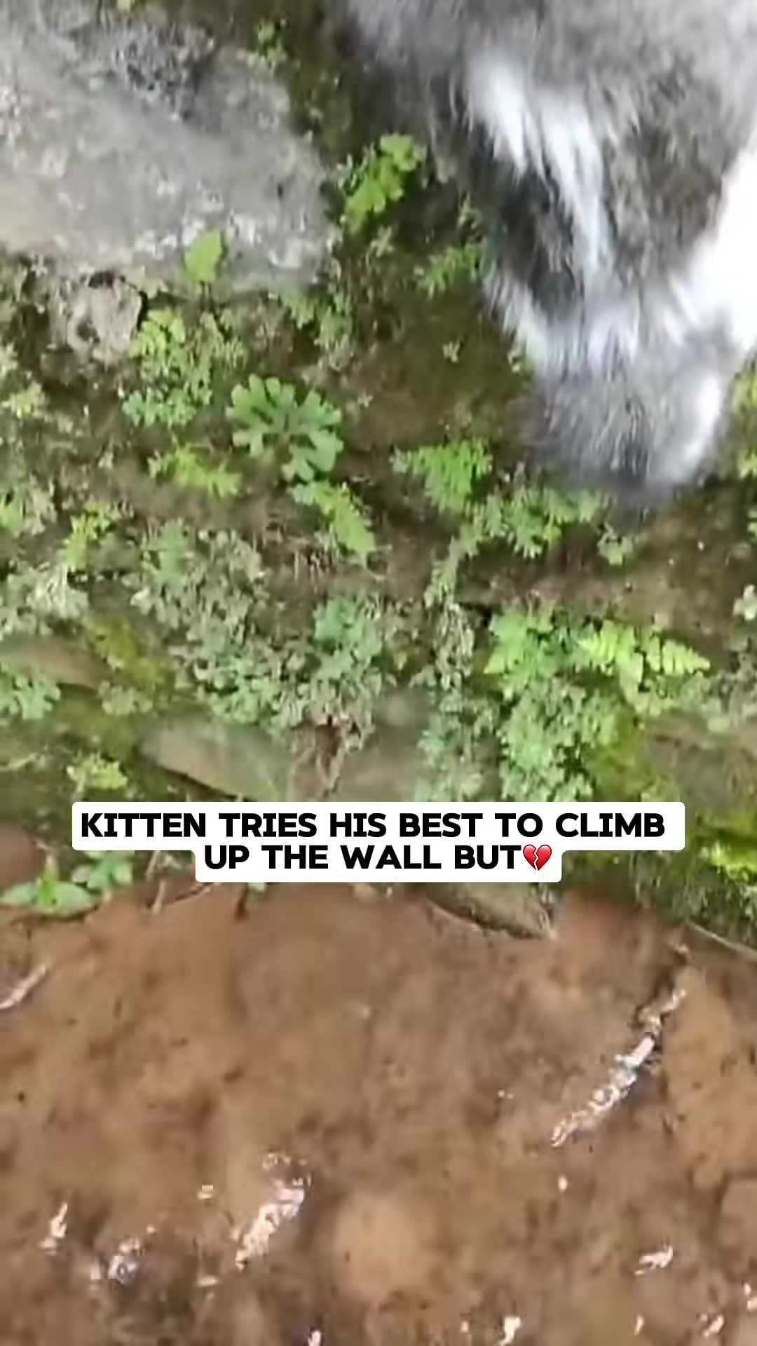 A kitten, wet and struggling, tries to climb up a mossy wall from a water pit, its paws unable to find purchase.