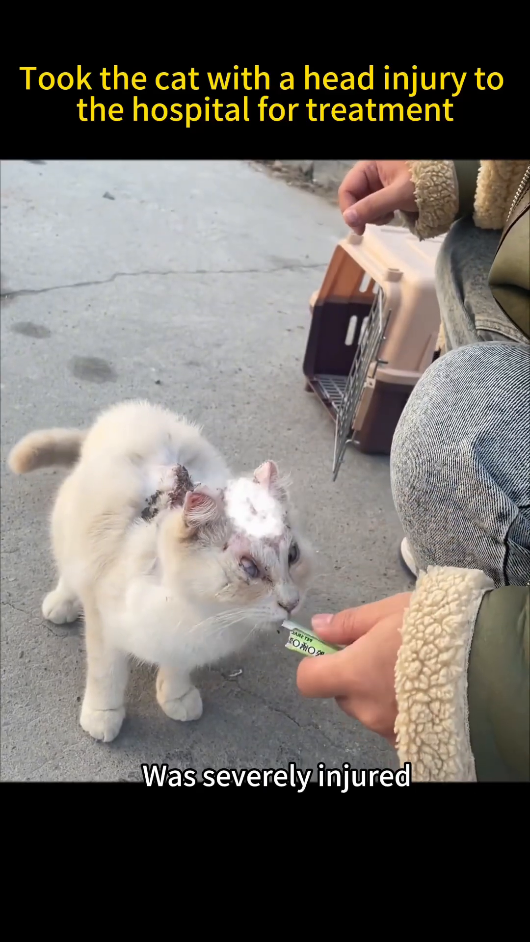 A person gently offers food to the injured cat.