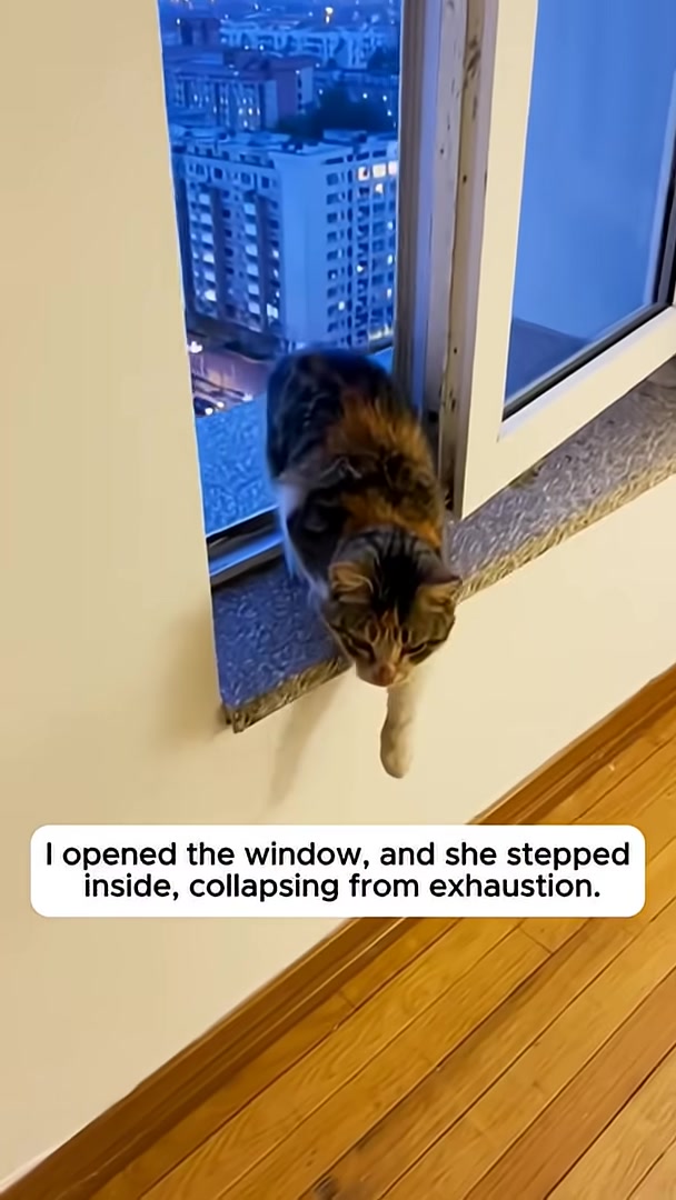 A calico cat steps through an open window into an apartment, looking weak and exhausted.