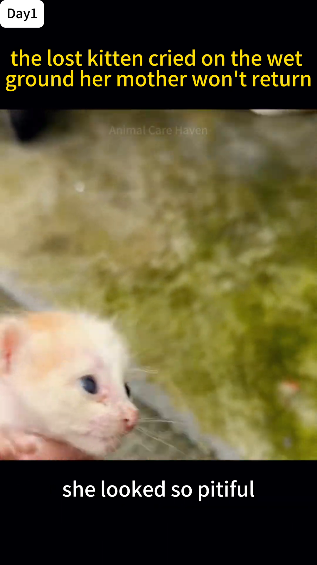 A person's hands hold a tiny kitten, feeding it milk from a small bottle with a nipple.