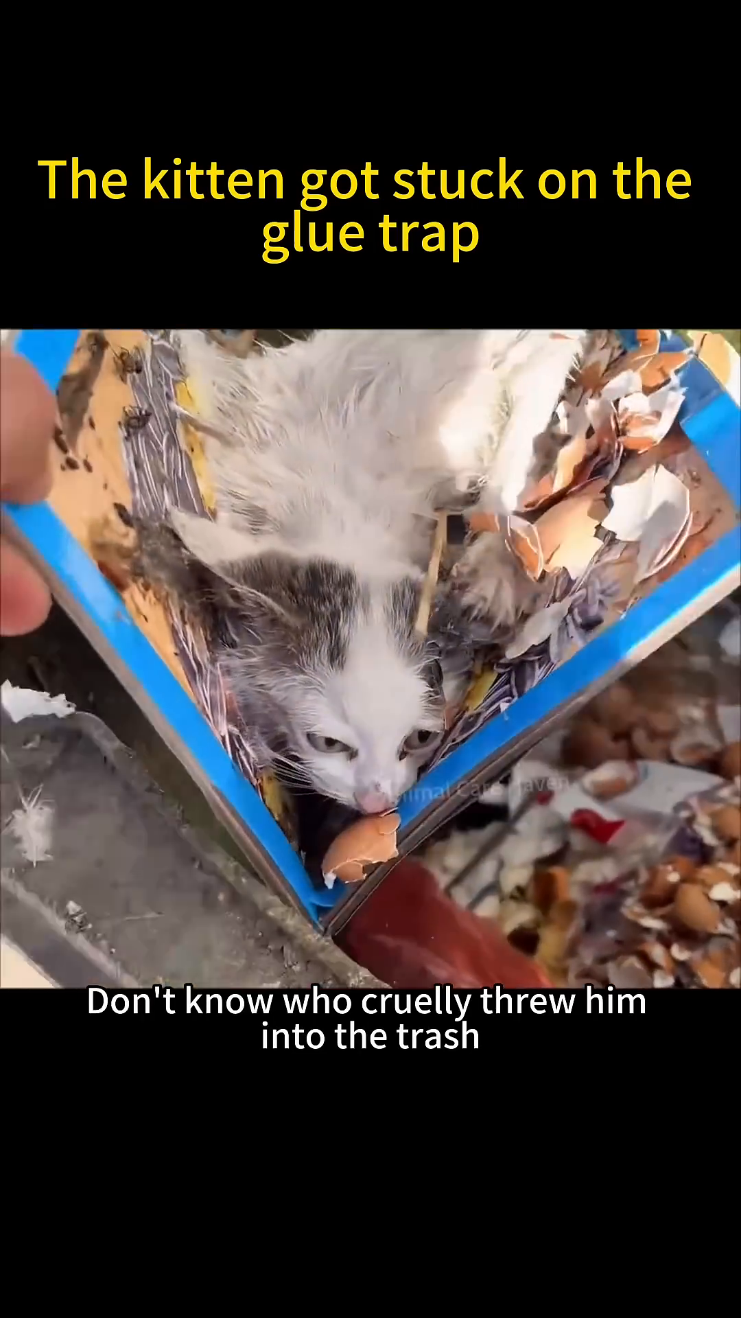 A person's hand gently touches the kitten stuck on the glue trap.