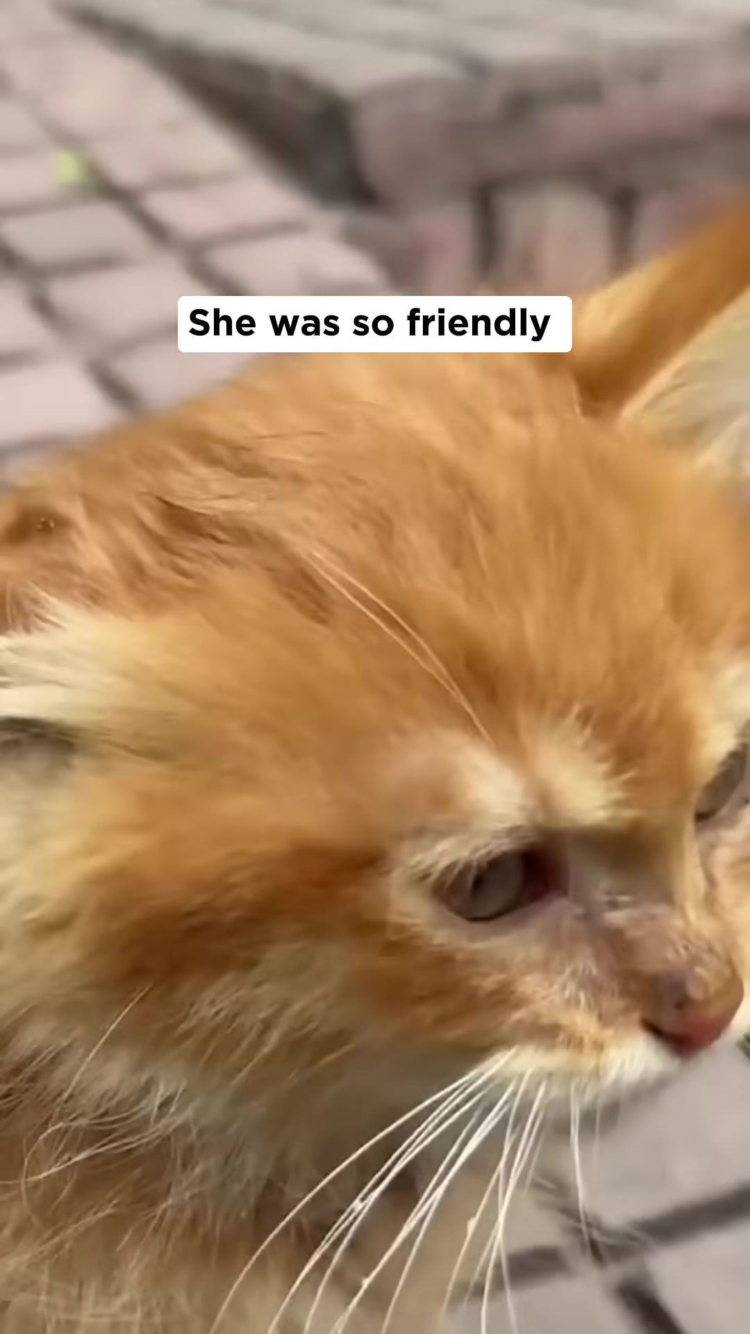 Close-up of the orange kitten looking directly at the camera with a friendly expression.