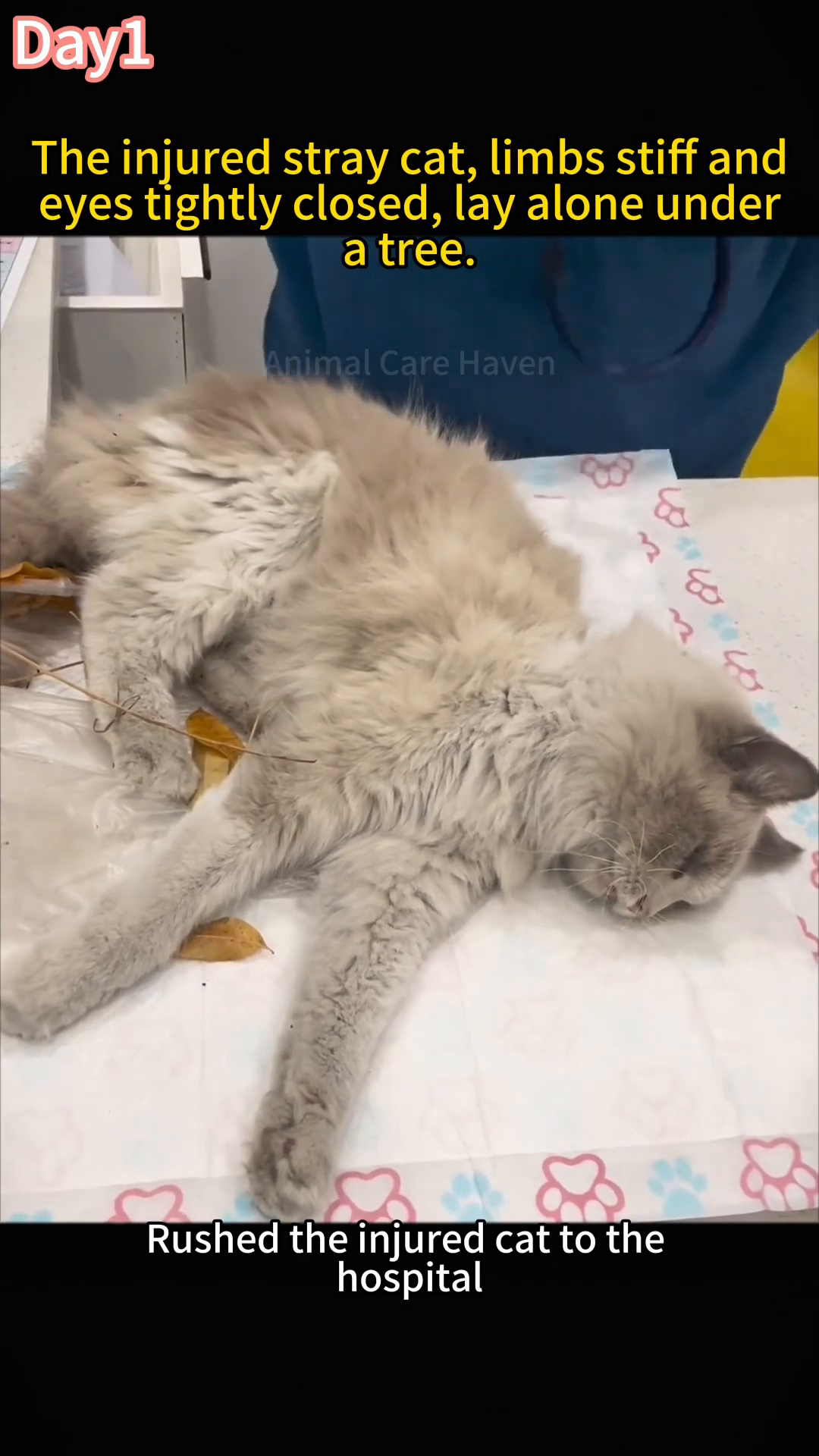 A close-up of the injured cat lying on a medical table, its eyes closed and its body appearing weak.