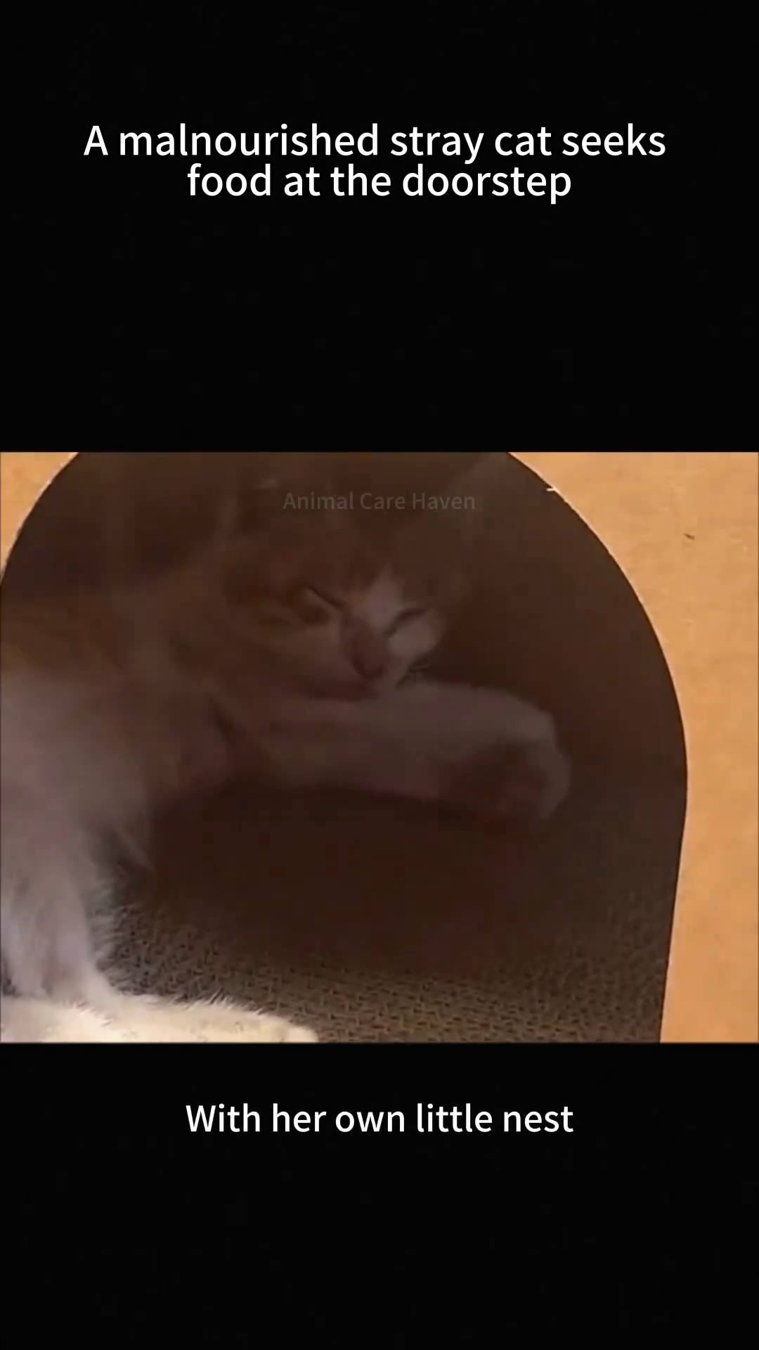 A close-up of the emaciated cat's legs and paws, showing how unsteady she is on her feet.