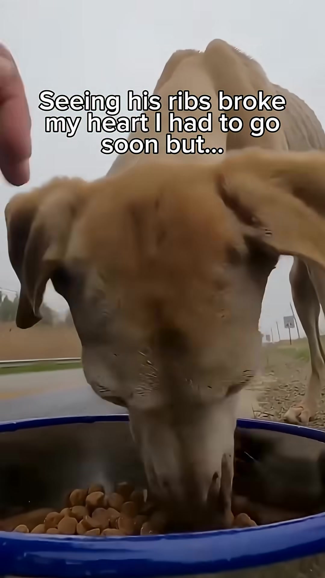 A dog runs after a car in the rearview mirror, its body thin and elongated.