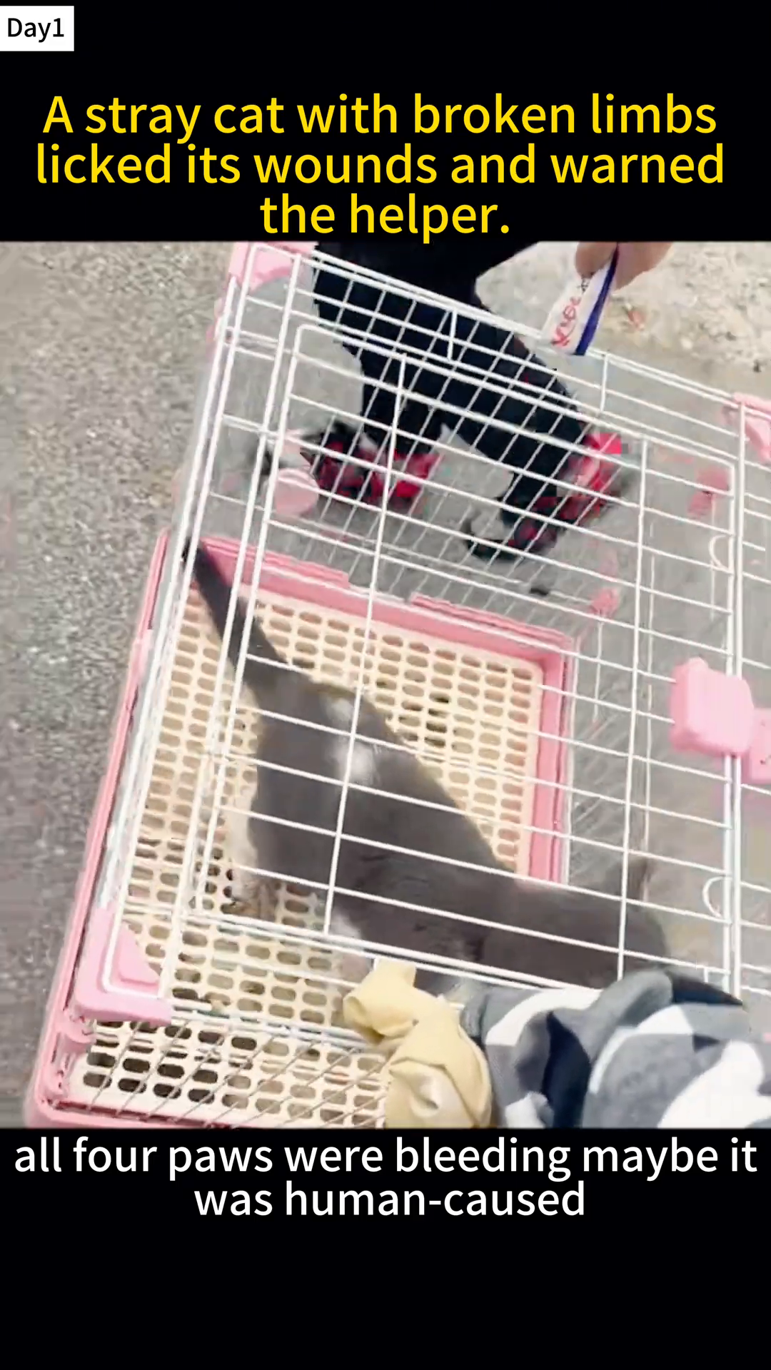 A person holds a cat in a cage, preparing to take it somewhere.