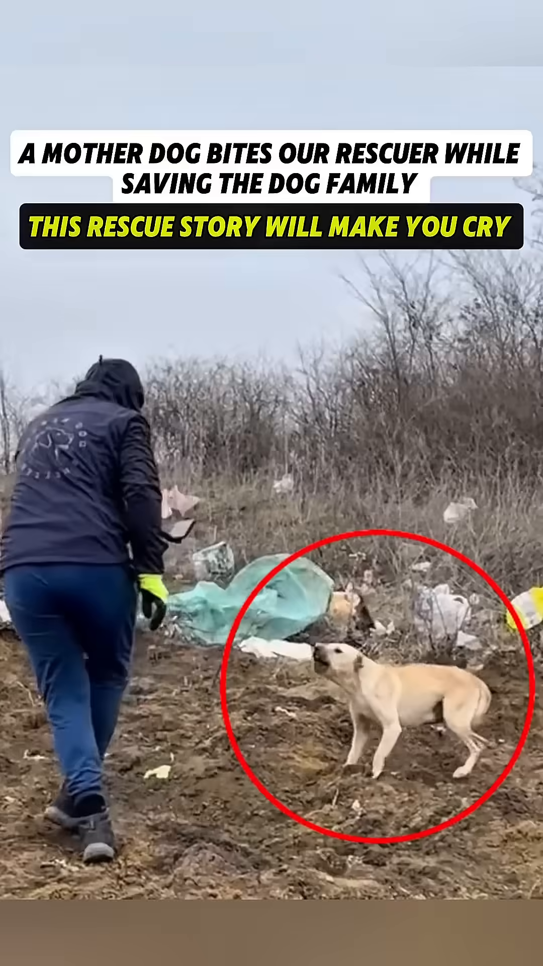 A mother dog lunges and bares her teeth at a rescuer.