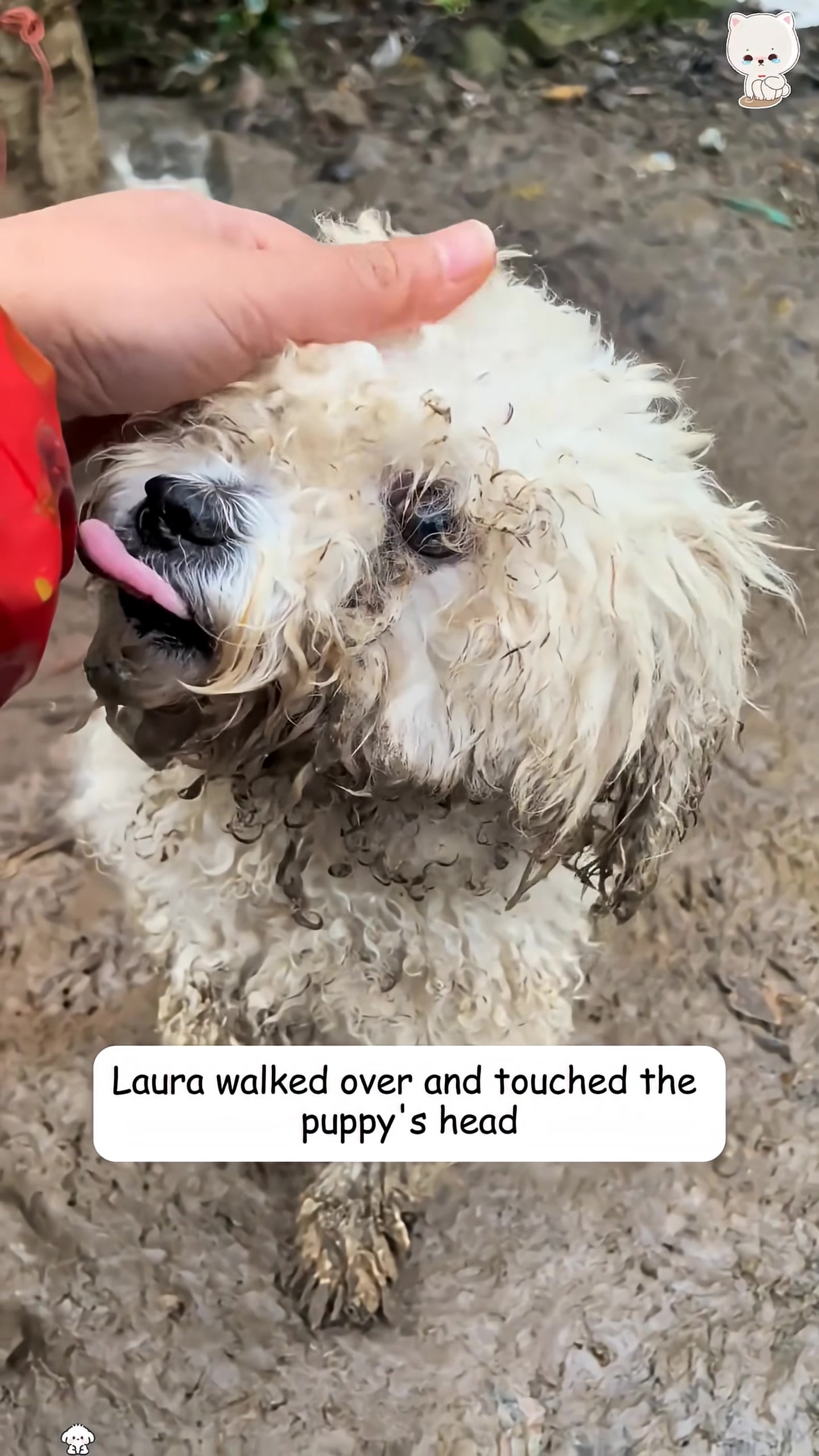 A hand gently strokes the head of a dirty, matted white puppy.