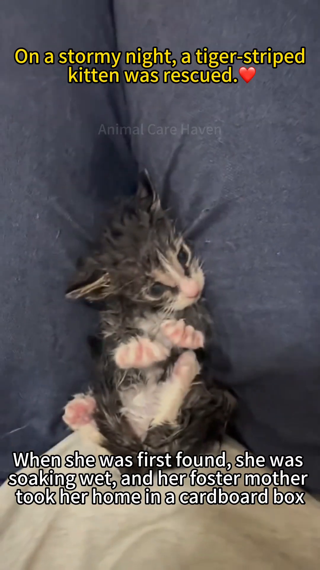 A tiny, wet kitten curled up in a cardboard box.