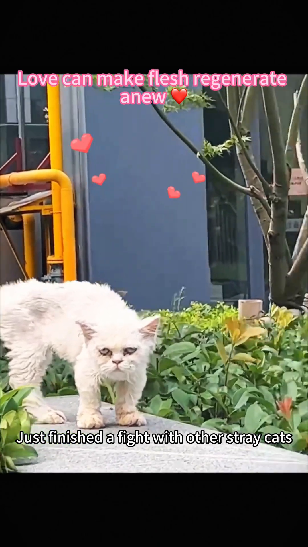 A close-up of the cat's face, showing its sad and pained expression.
