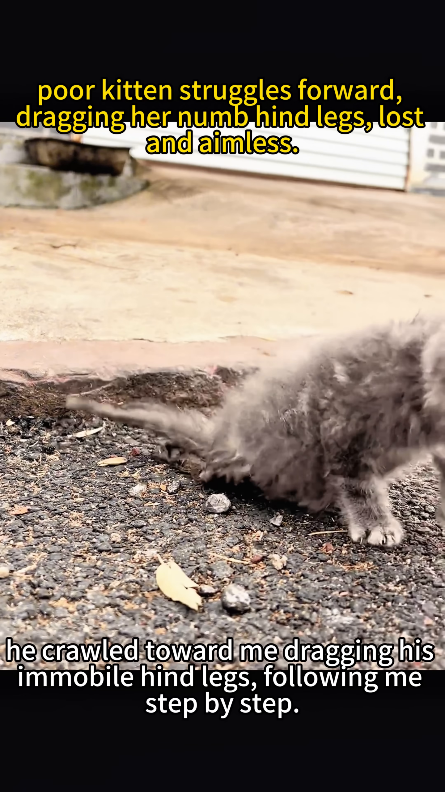 The kitten, with its hind legs dragging, slowly crawls towards a person's hand.