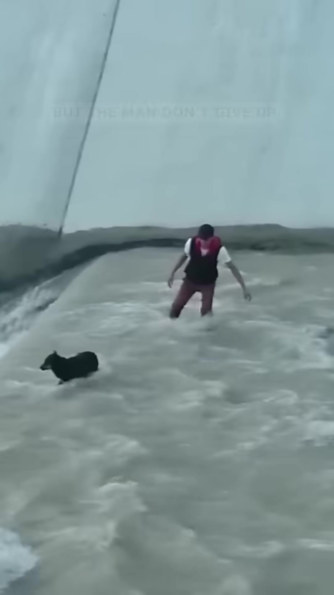 A man in a life vest wading into the strong currents towards the dog.