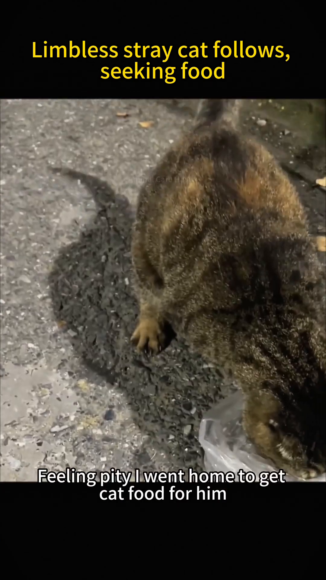 A person's hand offers cat food from a plastic bag to the limbless cat.