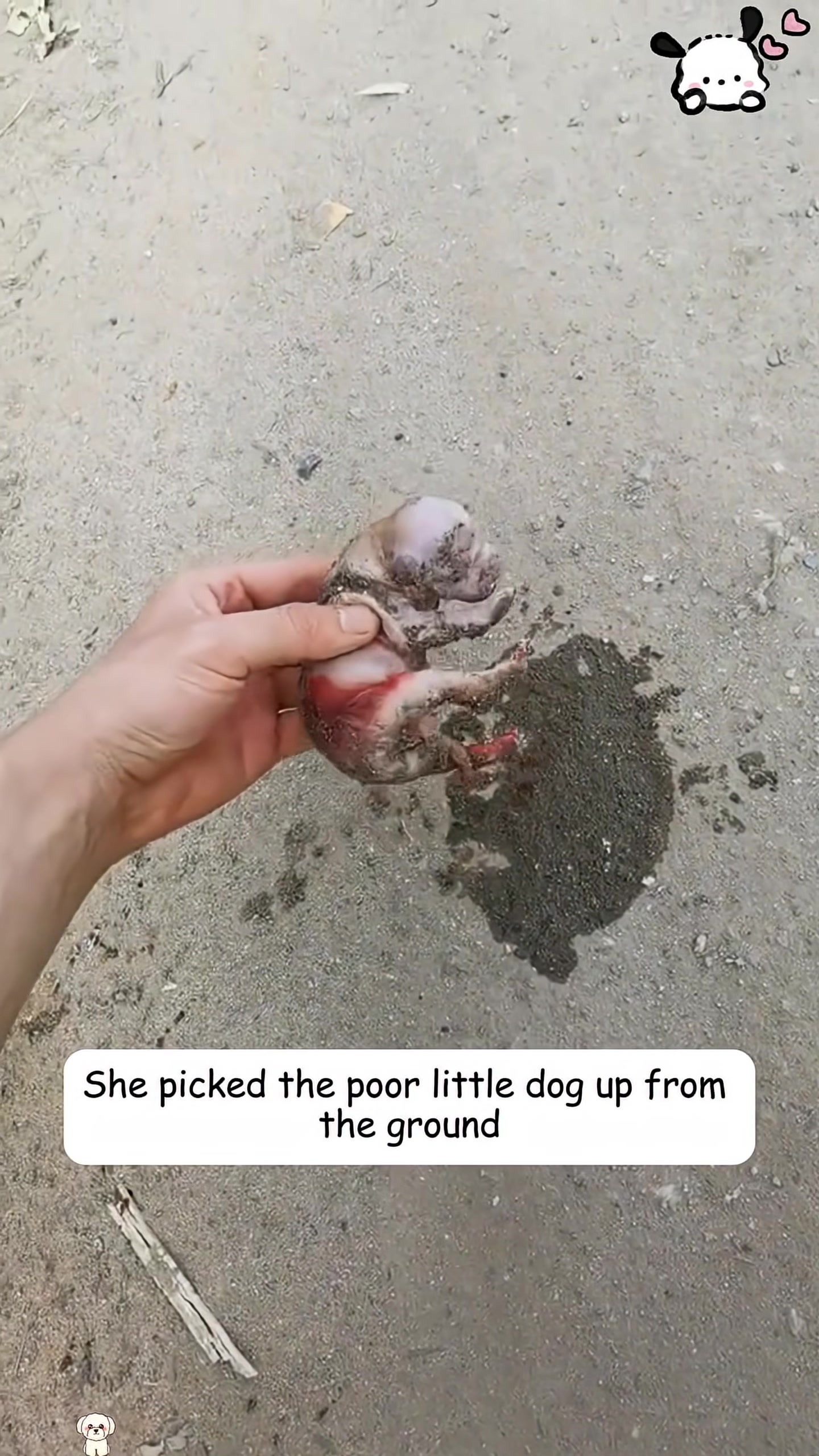 Mary's hand gently lifts the tiny newborn puppy from the ground.