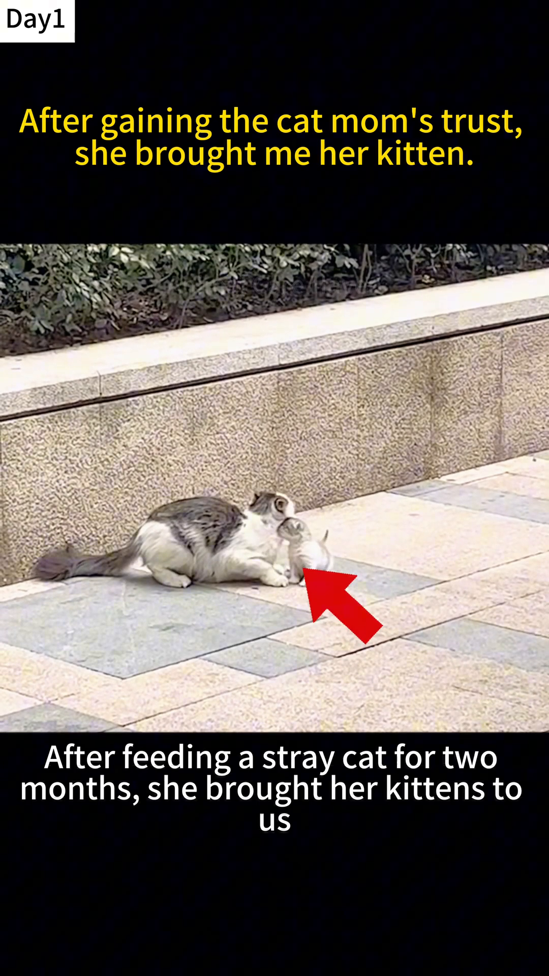 A mother cat carrying a kitten walks into a room, guided by the open door.