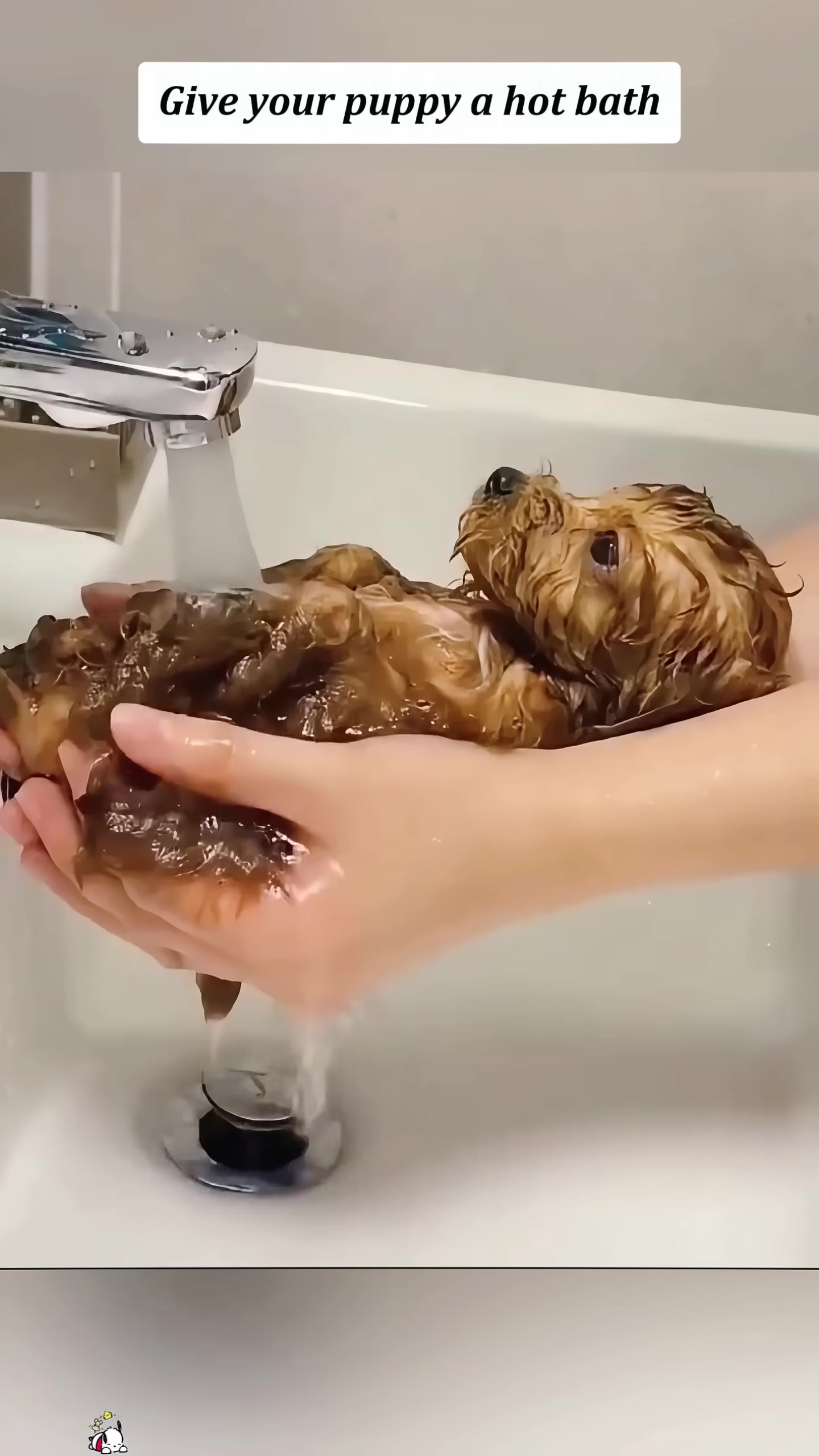 A wet puppy is being bathed in a sink.
