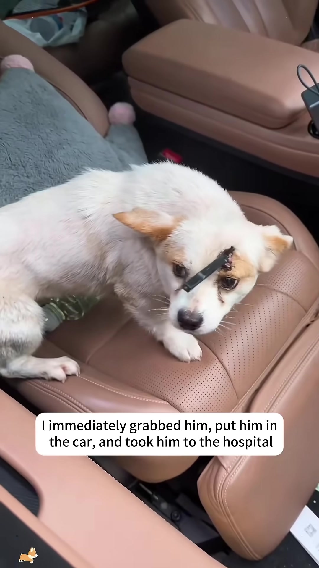 A white puppy with an arrow in its head is being placed into a car.