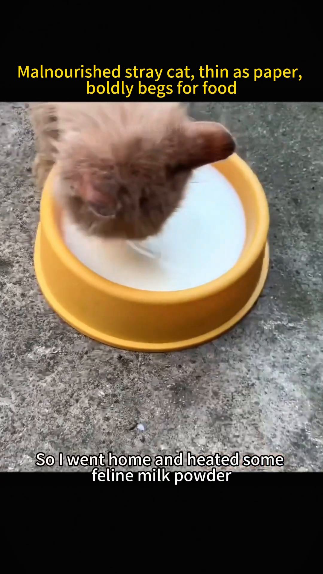 A hand holds a small piece of food near a yellow bowl filled with milk, while a kitten drinks.