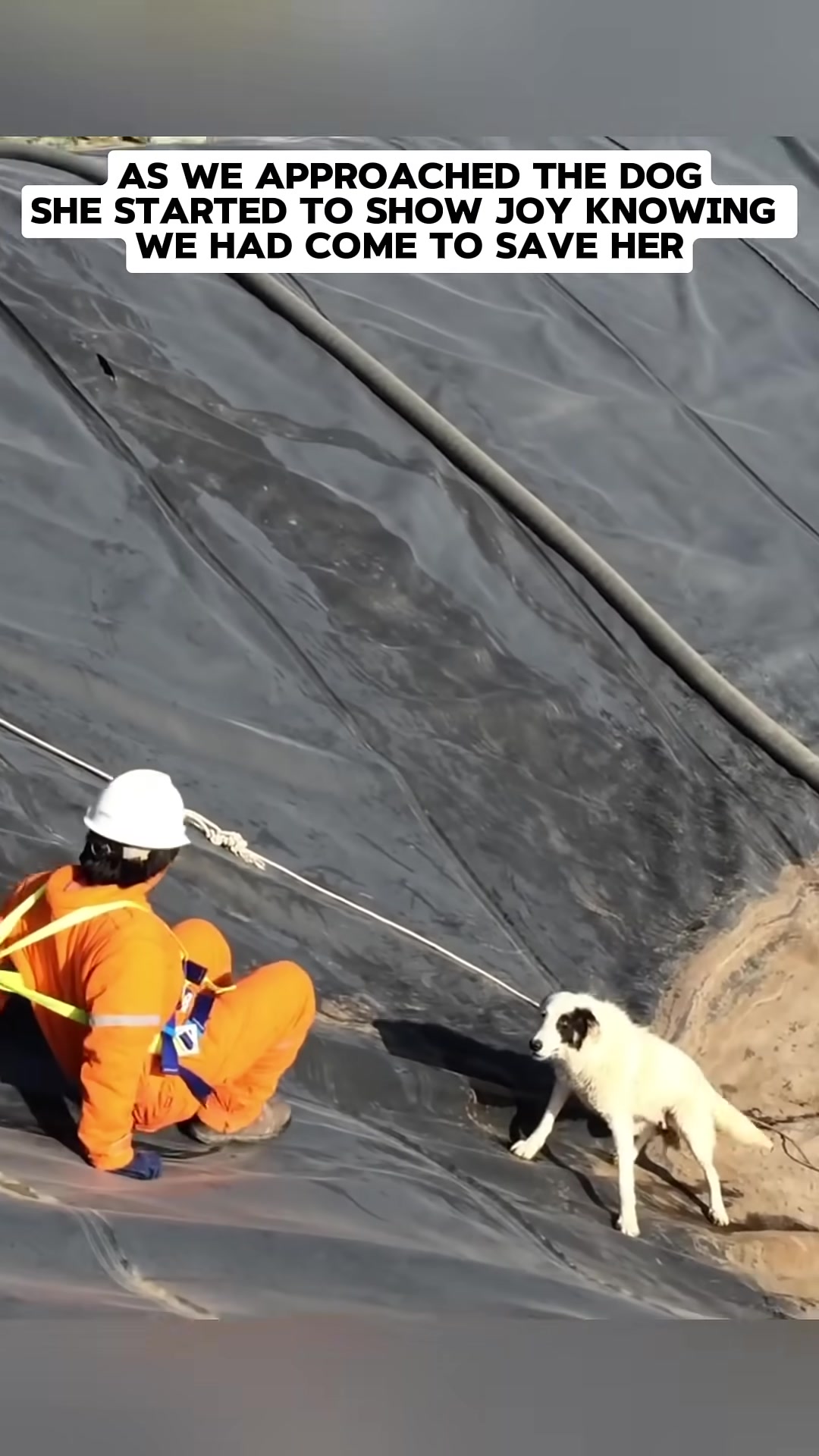 A white and black dog looks up at a rescuer in an orange suit, appearing hopeful.
