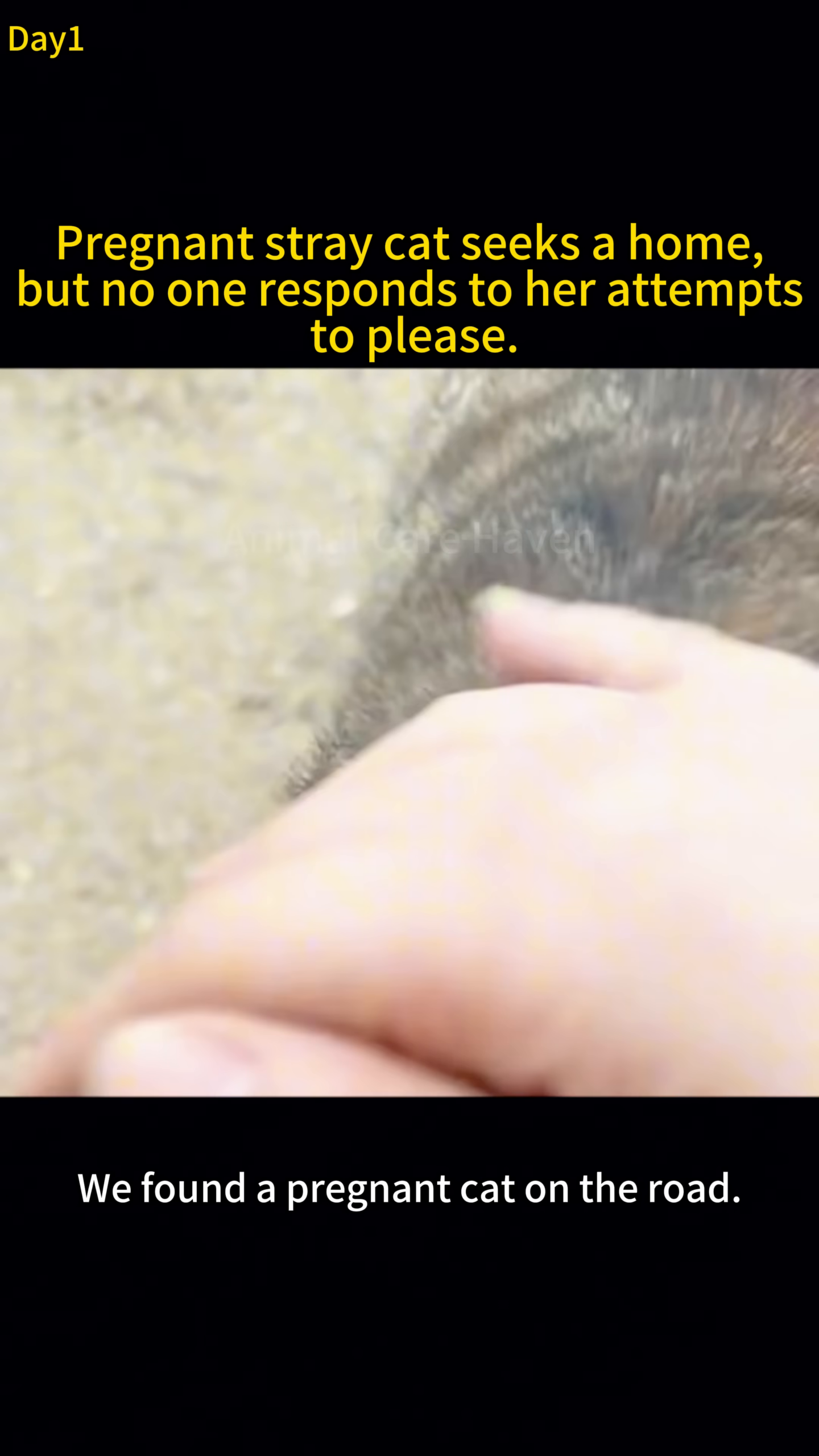 A hand reaches out to gently pet a pregnant cat who has approached its rescuer.