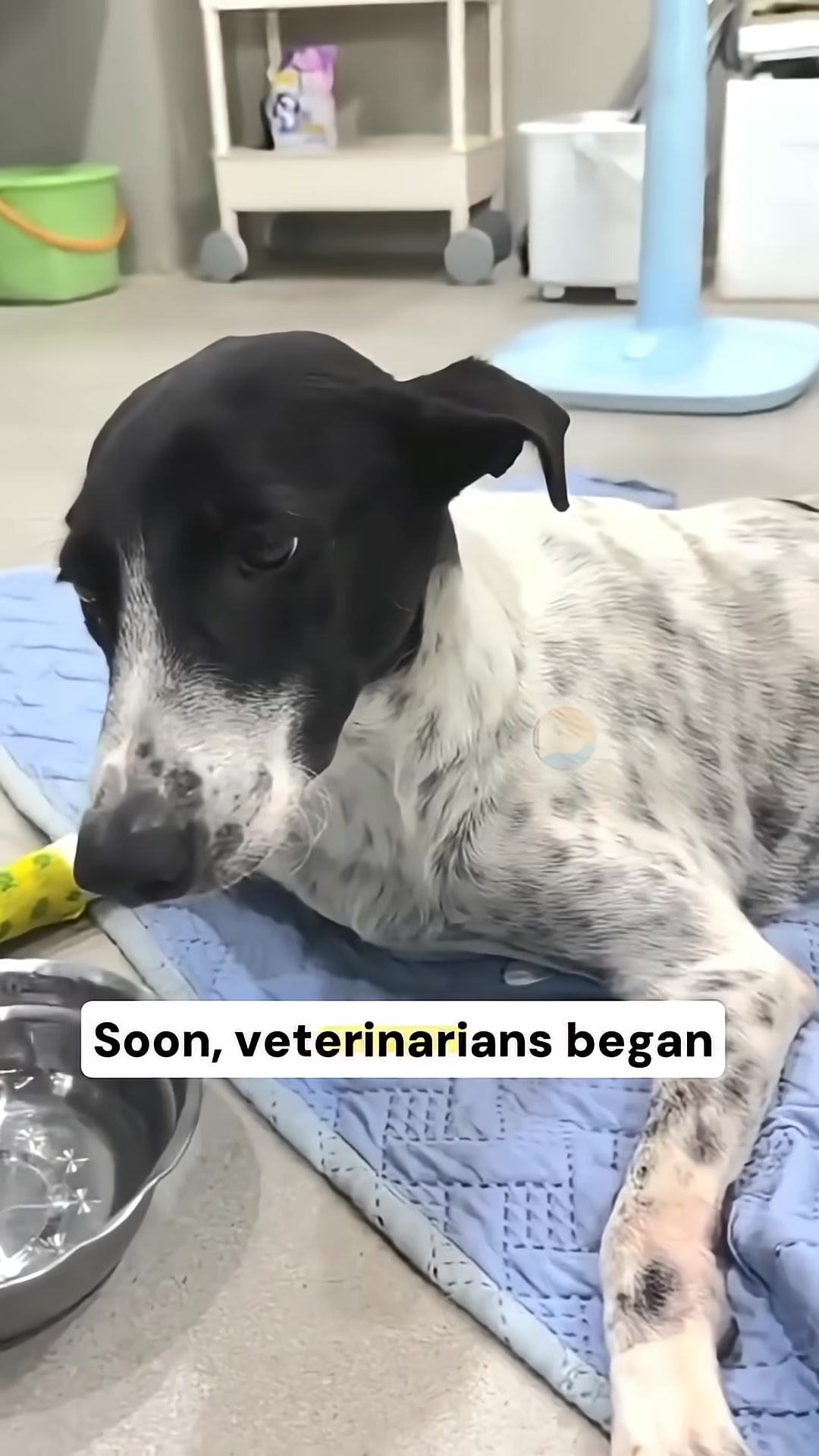 Several people are carefully wrapping an injured dog in a patterned blanket to transport it.
