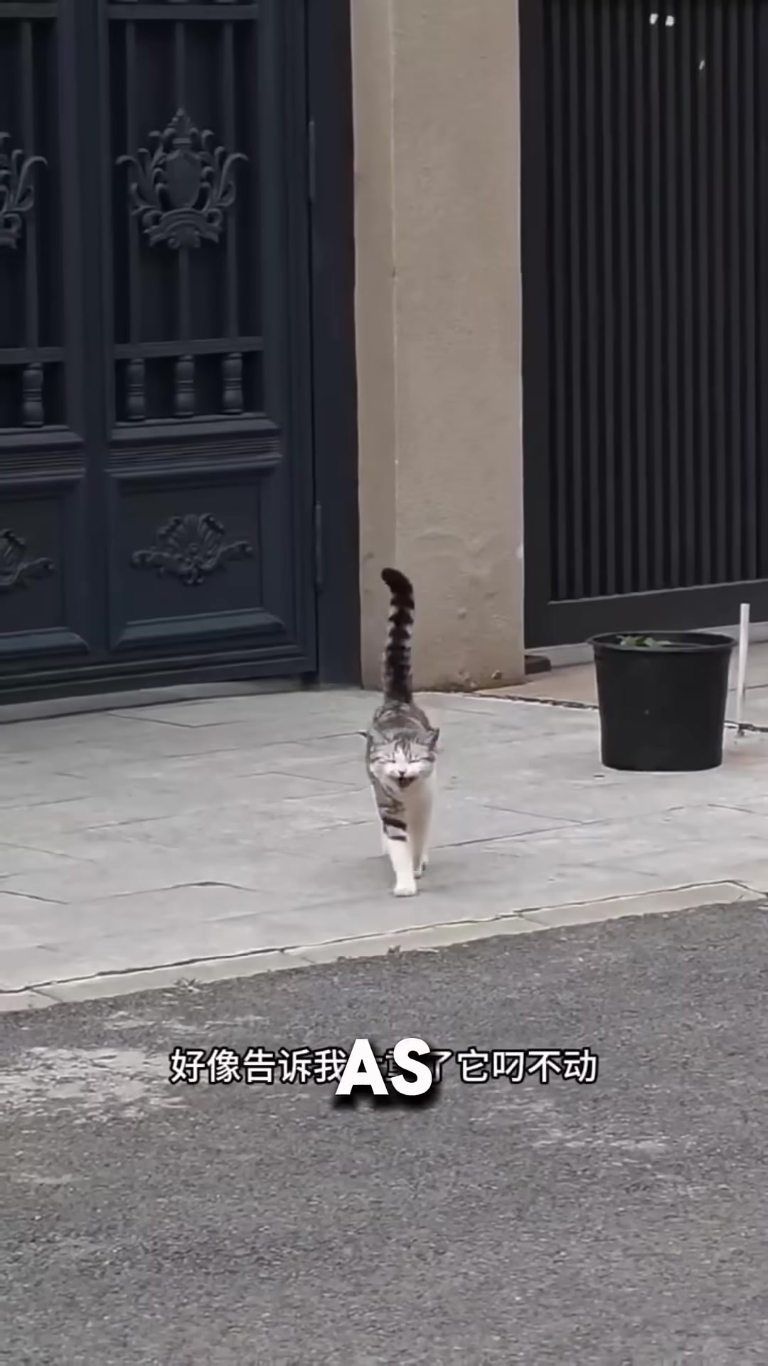 A stray cat carrying a kitten in her mouth, running towards a man.