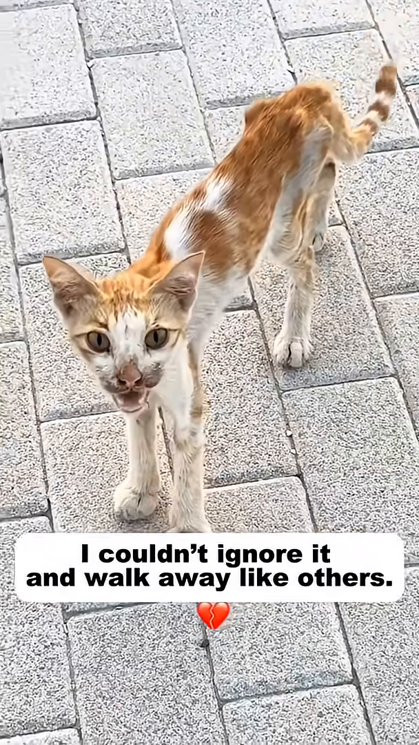 A close-up of the emaciated cat's face, its eyes looking pleadingly.