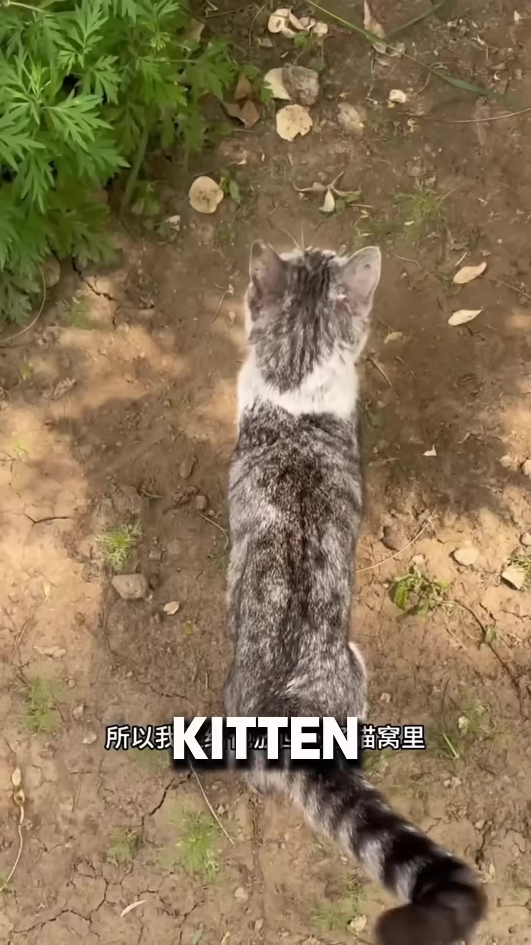 A man placing a kitten back into a nest while the mother cat watches