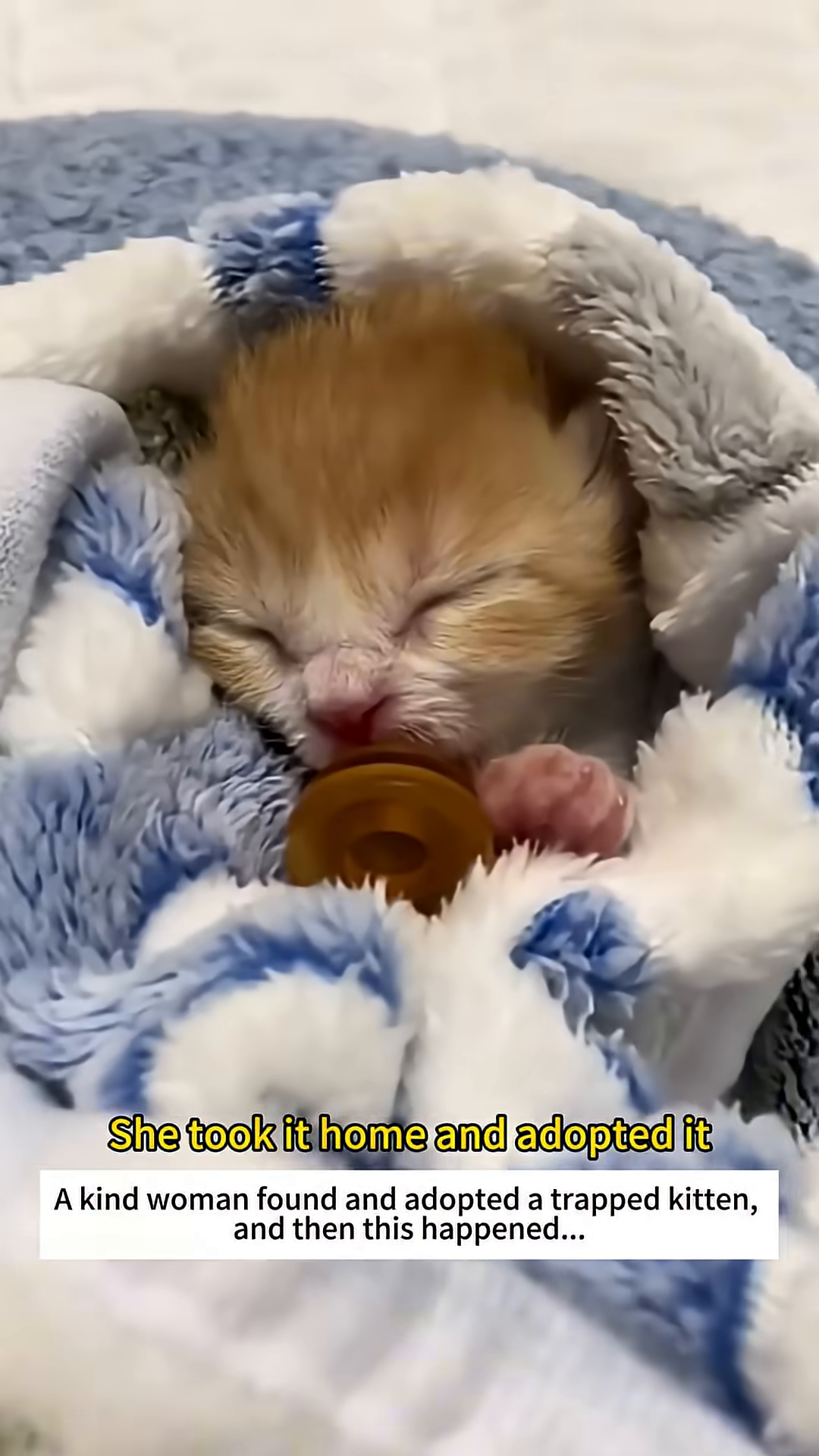 A man is holding a kitten in a cardboard box, having just rescued it from the water.