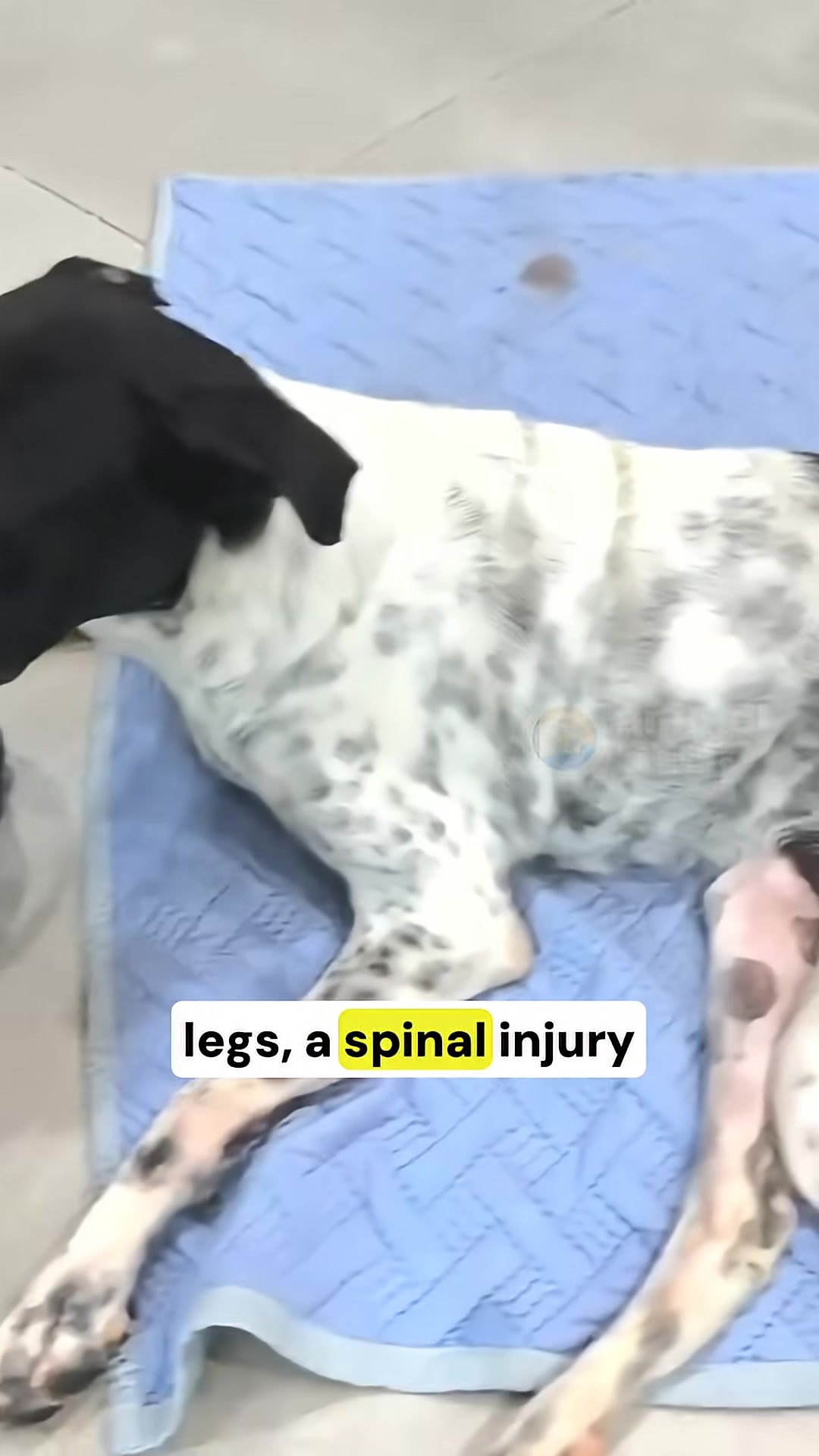 A black and white dog lies on a blue blanket, wearing a cone and with a yellow bandage on its leg, looking tired.