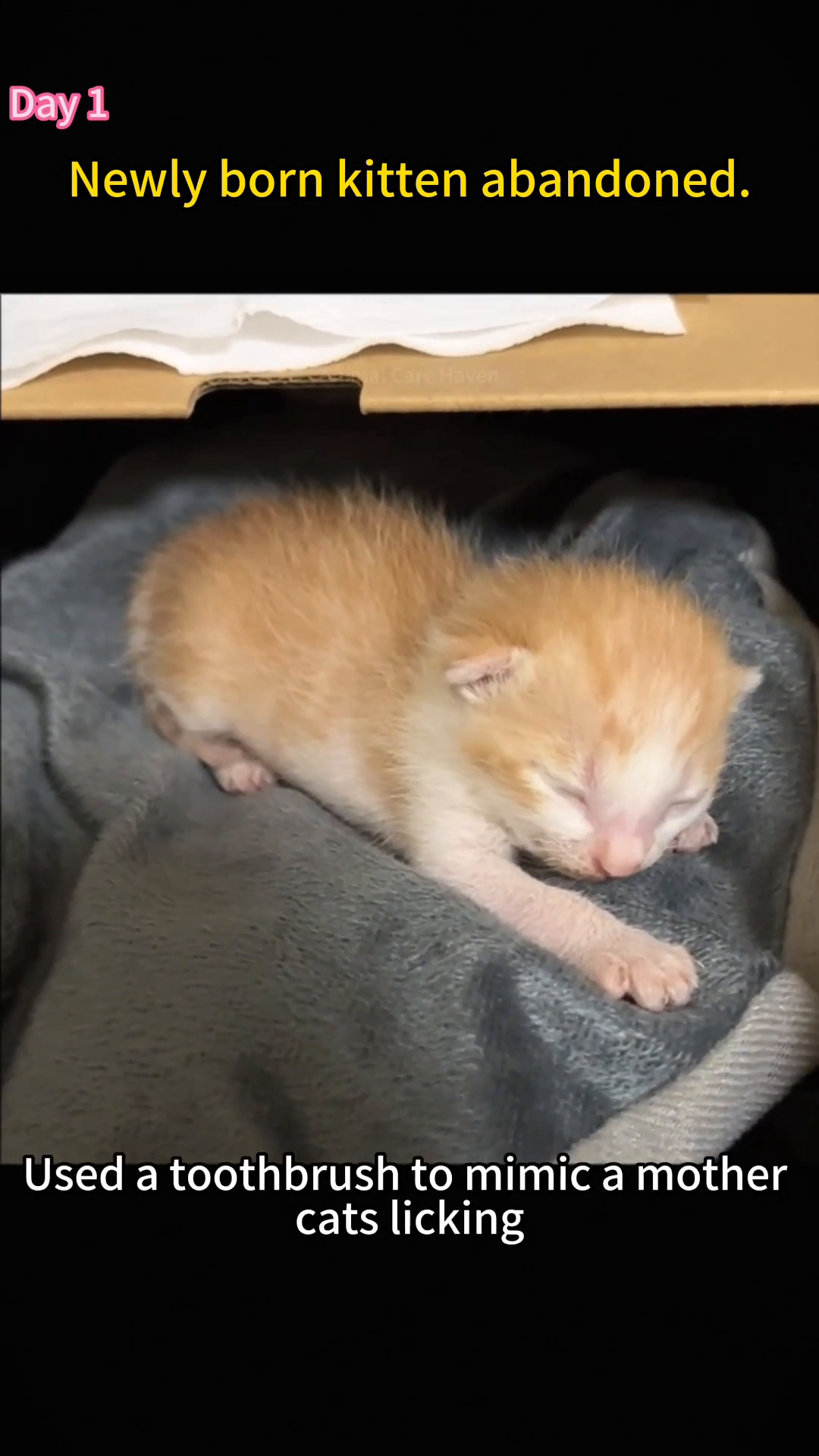 A tiny orange kitten sleeps soundly on a soft blanket inside a box, looking peaceful.