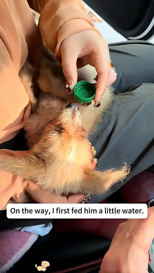 A person carefully giving water to the weak dog from a bottle cap.